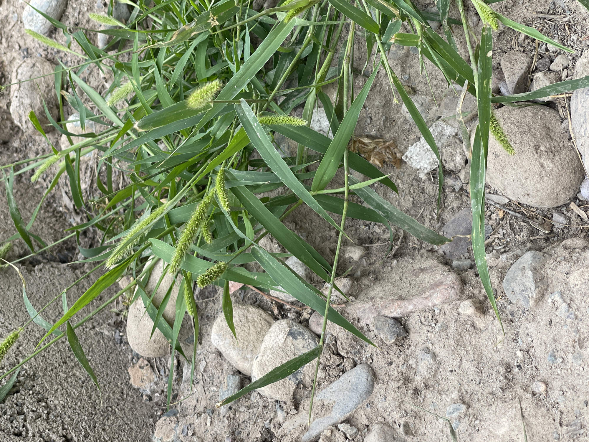 The image shows a close-up of green grass growing in a patch of dirt and small stones. There is a rough, concrete-like surface in the upper left corner. The grass has seed heads that are spiky and green. The ground is a mix of light brown soil, pebbles, and larger rocks. The overall scene is a natural, uncultivated area.