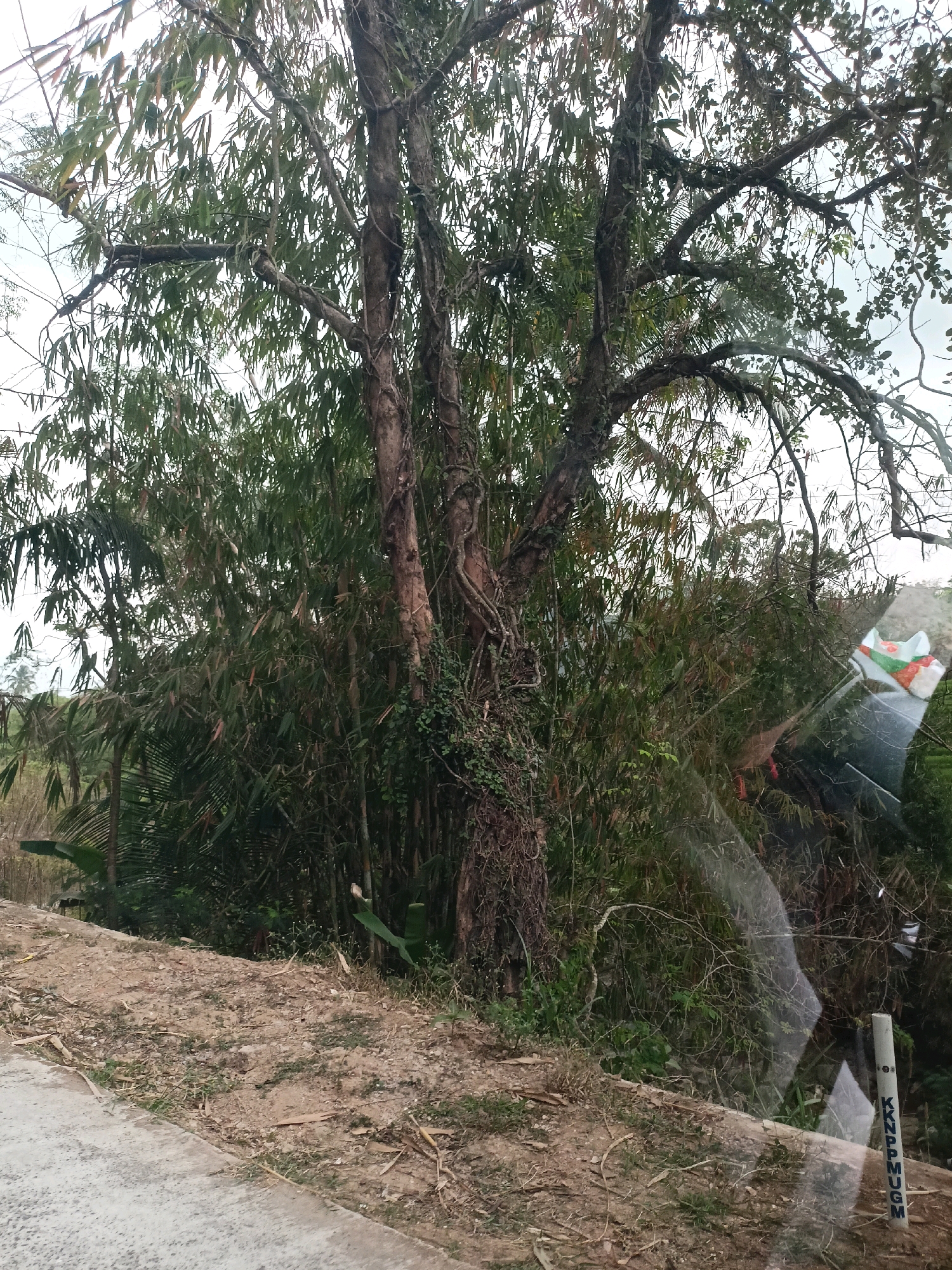 The image shows a dirt roadside with a large tree and dense bamboo in the background. A concrete gutter is visible in the foreground. The tree has a thick, gnarled trunk with vines growing on it. The bamboo is tall and green, creating a wall of vegetation behind the tree. In the distance, there are hints of rolling hills and possibly buildings, suggesting a semi-rural or suburban setting. A white pole with blue lettering that reads "KNPP MUGM" is partially visible on the right side of the image, indicating this location is likely within the administrative boundaries of Ngepanrejo, Indonesia, possibly related to a geothermal power plant (KNPP). The sky is overcast. The scene appears to be captured from a vehicle due to reflections on what seems to be a windshield.