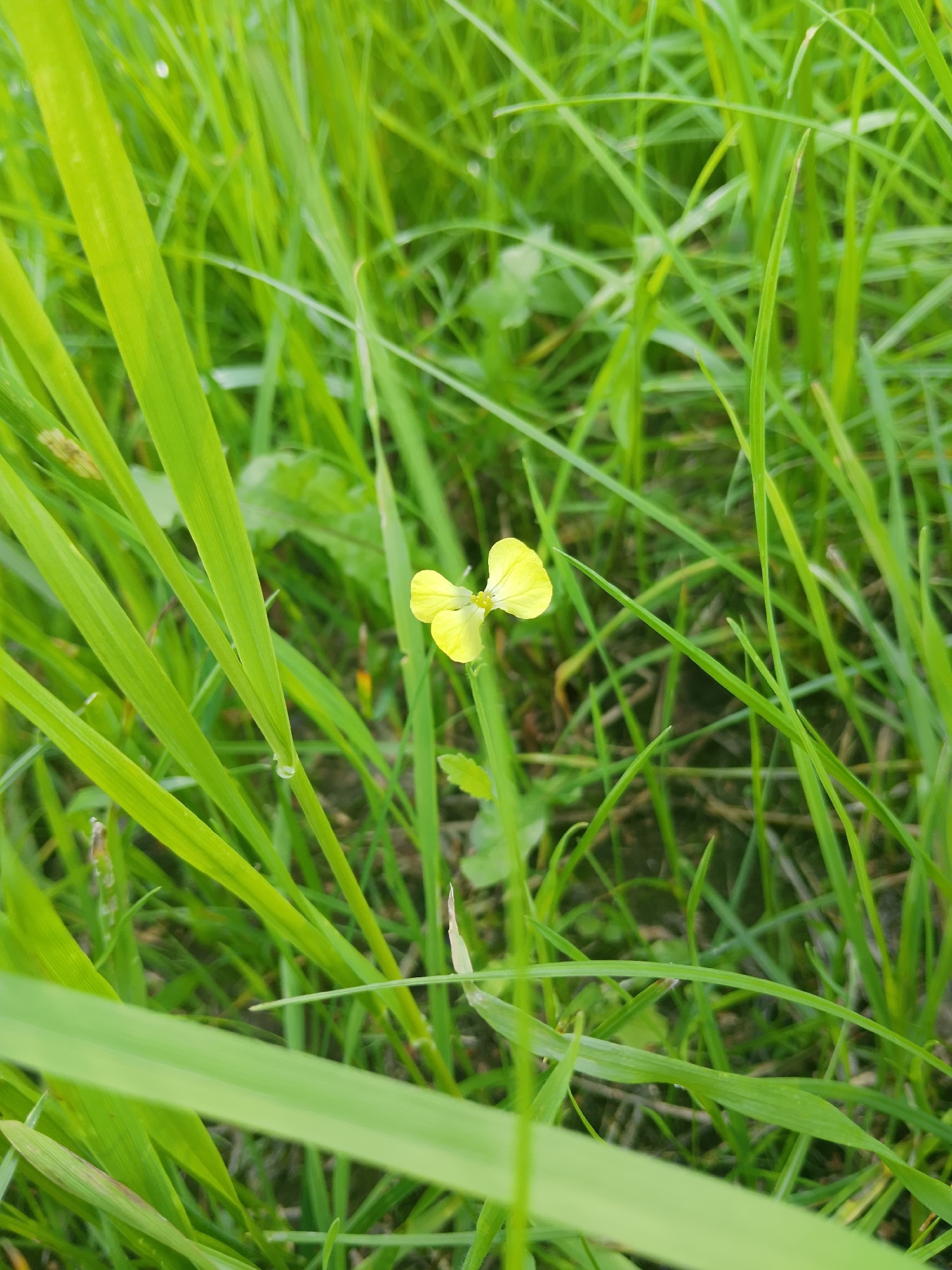In the village of Arephino, Russia, a close-up shot focuses on a single, small yellow flower amidst a dense field of green grass. The flower, with its delicate petals, is the central subject, positioned slightly off-center. The surrounding grass is vibrant and lush, with some blades appearing damp, possibly from dew or recent rain, evidenced by a tiny water droplet visible on one of the blades. The lighting suggests it is daytime, with the sunlight filtering through the grass, creating a soft, natural illumination. The background is a blurred tapestry of more green grass, indicating the natural, uncultivated environment of a field. There are no people or any man-made objects visible in the frame, highlighting the natural beauty of the flora.