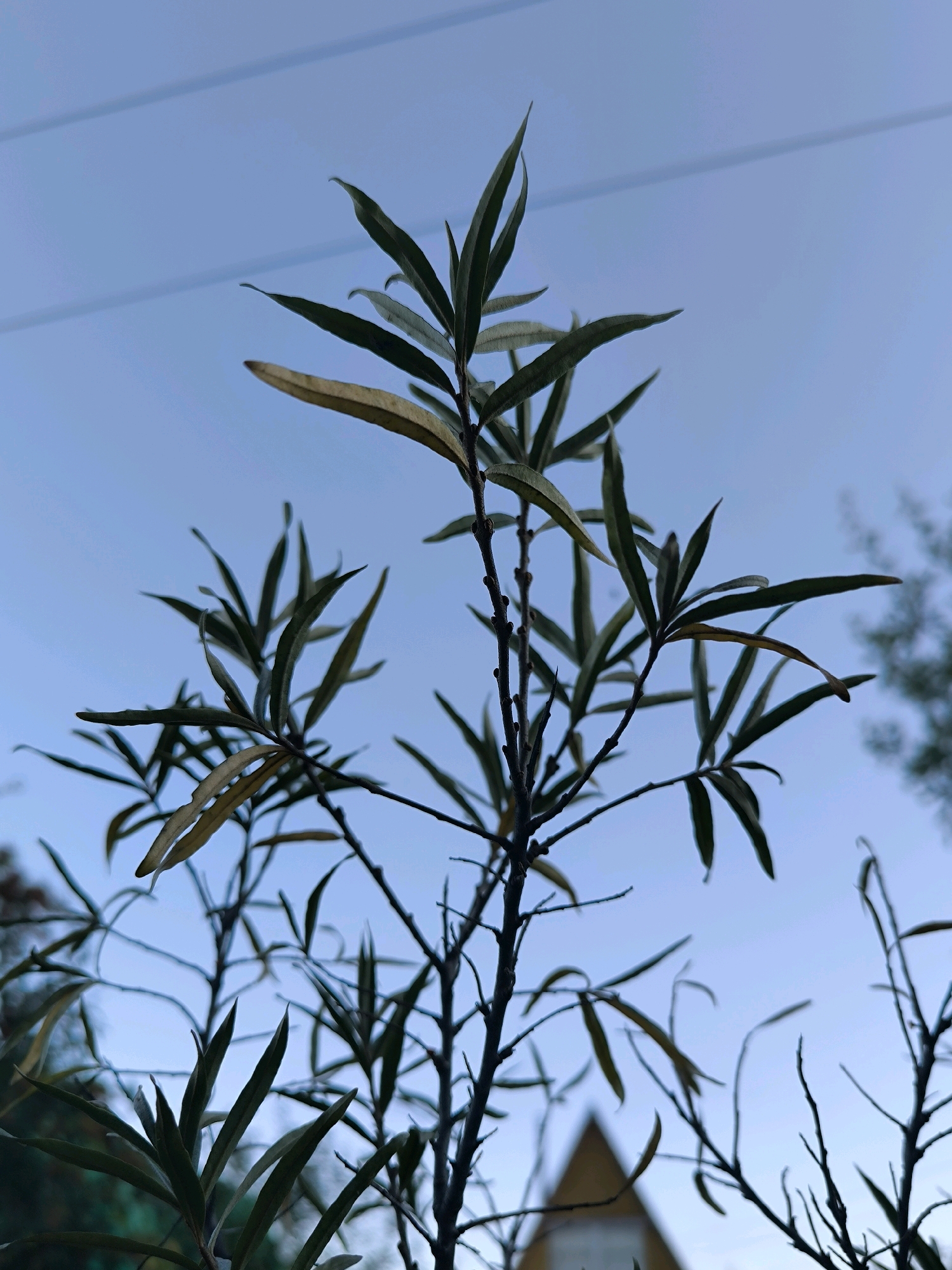 This is a low-angle, full-shot photograph of tree branches with elongated, narrow green leaves against a pale blue sky. The branches are dark and slender, with some bare twigs visible. A few leaves have a yellowish hue, suggesting they may be beginning to change color or are drying out. The sky is clear and evenly lit, with two faint horizontal lines that appear to be power lines or cables stretched across it. In the background, a triangular yellow structure with a dark outline is visible, partially obscured by the branches. The overall impression is one of a plant reaching towards the sky on an overcast or twilight day. There are no people or animals present in the frame. The location is identified as Maiskii, Russia.
