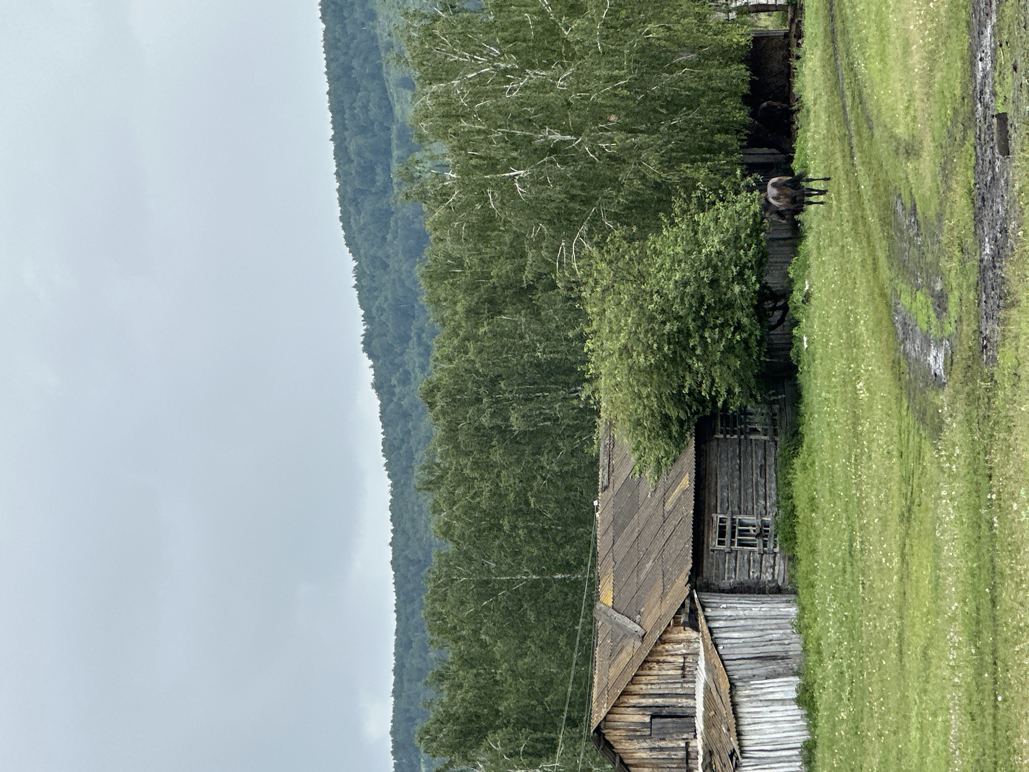 In the city of Abzakovo, Russia, a rustic scene unfolds under a cloudy sky. A weathered wooden house with a corrugated metal roof sits nestled beside a lush green field. In the field, a single dark-colored horse stands with its rear facing the viewer, its tail and hindquarters prominently displayed. Beyond the field, a dense forest of trees, including birch trees with their distinctive white bark, stretches towards a forested hillside under a pale, overcast sky. The foreground of the image shows a muddy track running through the grassy field, with puddles and patches of wet earth indicating recent rainfall.