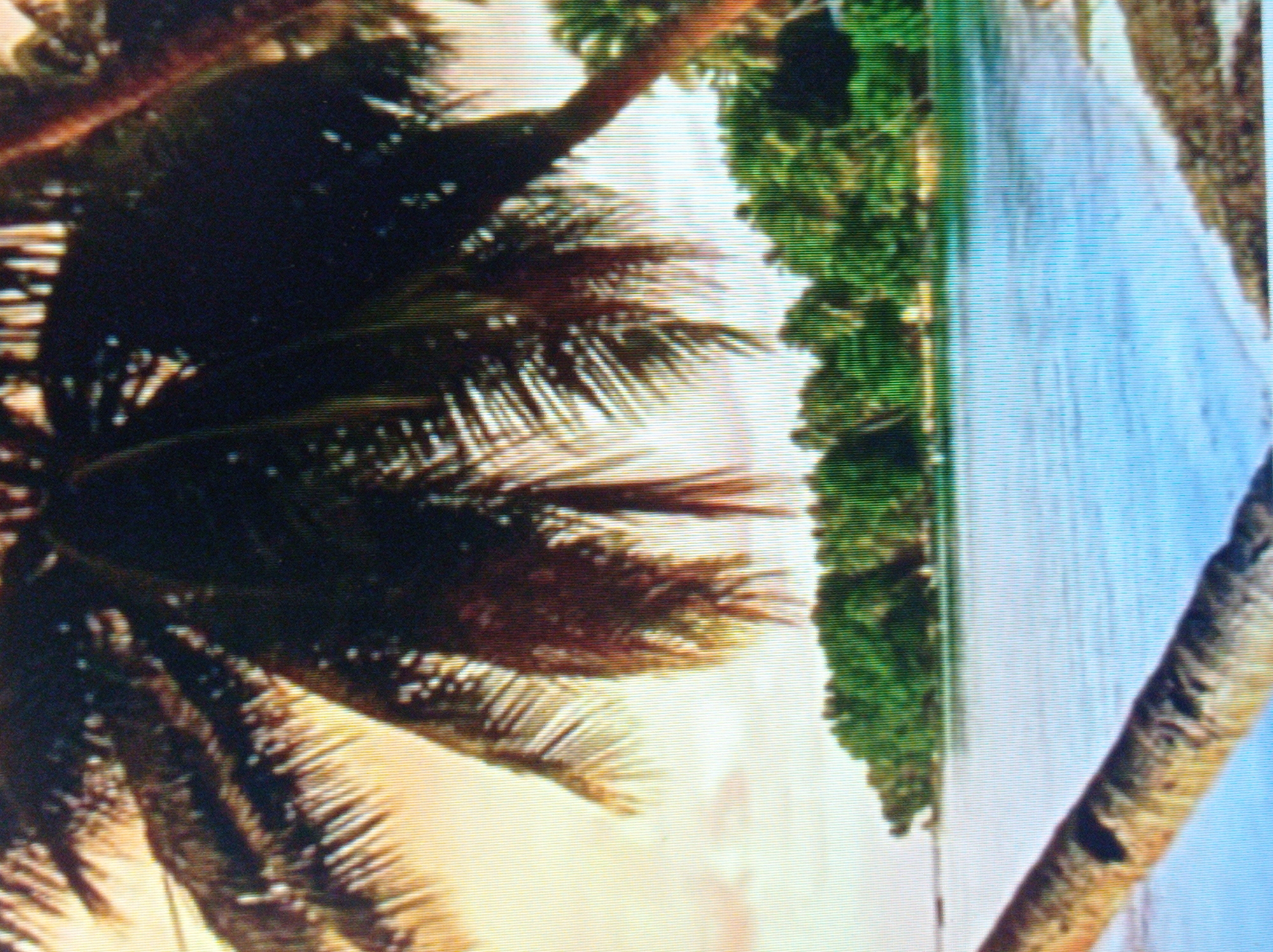 This is a photograph of a tropical beach scene. In the foreground, a palm tree frond hangs over the water, partially obscuring the view. The water is a vibrant blue and appears to be calm. In the middle ground, a lush green island is visible, covered with dense vegetation and palm trees. The sky above is a pale yellow and white, suggesting either sunrise or sunset. A portion of a palm tree trunk is visible in the lower left corner of the image. There are no people or animals present in the photograph. The scene is typical of a tropical paradise. This image is not of the city of Mukachevo, Ukraine.