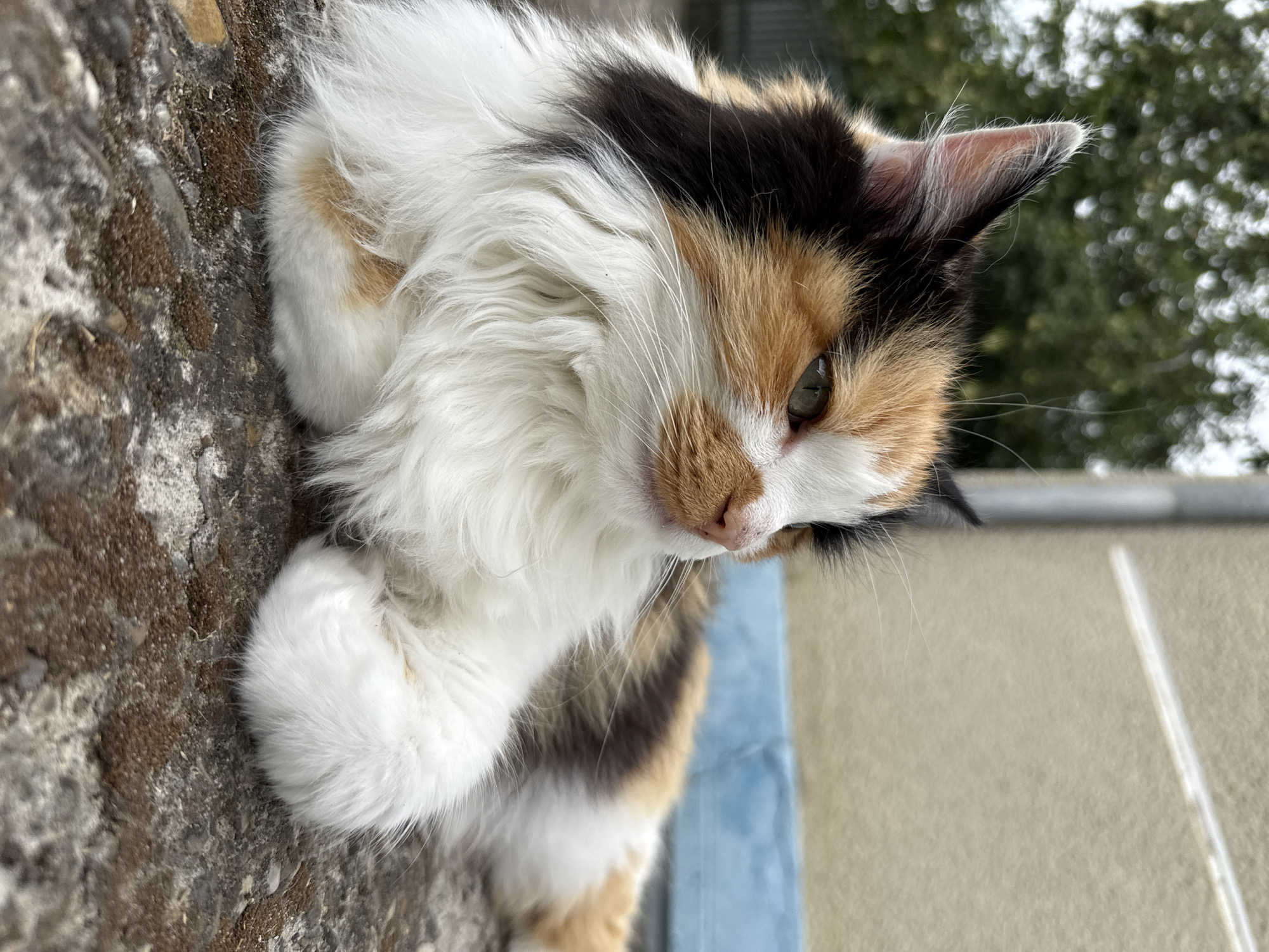 A calico cat with long, fluffy fur is lying on a rough, moss-covered surface. The cat is facing to the right and looking away from the camera. The background consists of a blurred green tree and a beige wall with a blue stripe. The lighting suggests an outdoor, possibly overcast day. The cat's fur is a mix of white, black, orange, and brown. Its paws are tucked in front of its body. The surface the cat is lying on appears to be concrete or stone.