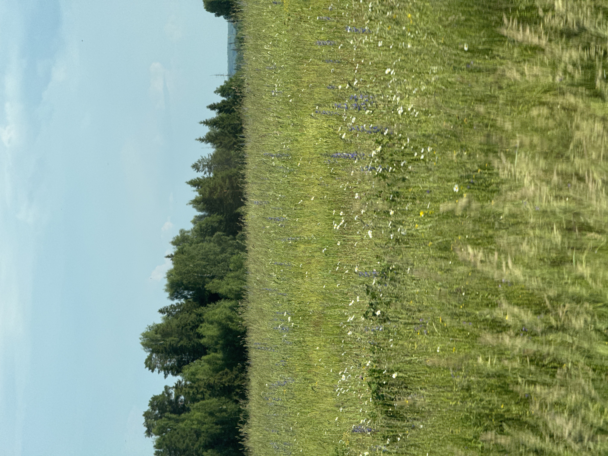 The image depicts a lush green field with a variety of wildflowers, including small white daisies and taller purple blossoms, scattered throughout the tall grass. The field appears to be in a rural or natural setting, with a dense line of trees forming a dark green backdrop across the horizon. The sky above is a pale blue with scattered white clouds. The foreground of the field shows signs of motion blur, suggesting the photograph was taken from a moving vehicle. The overall impression is one of a tranquil, natural landscape in the countryside. The location is identified as the city of Van'ki, Russia.
