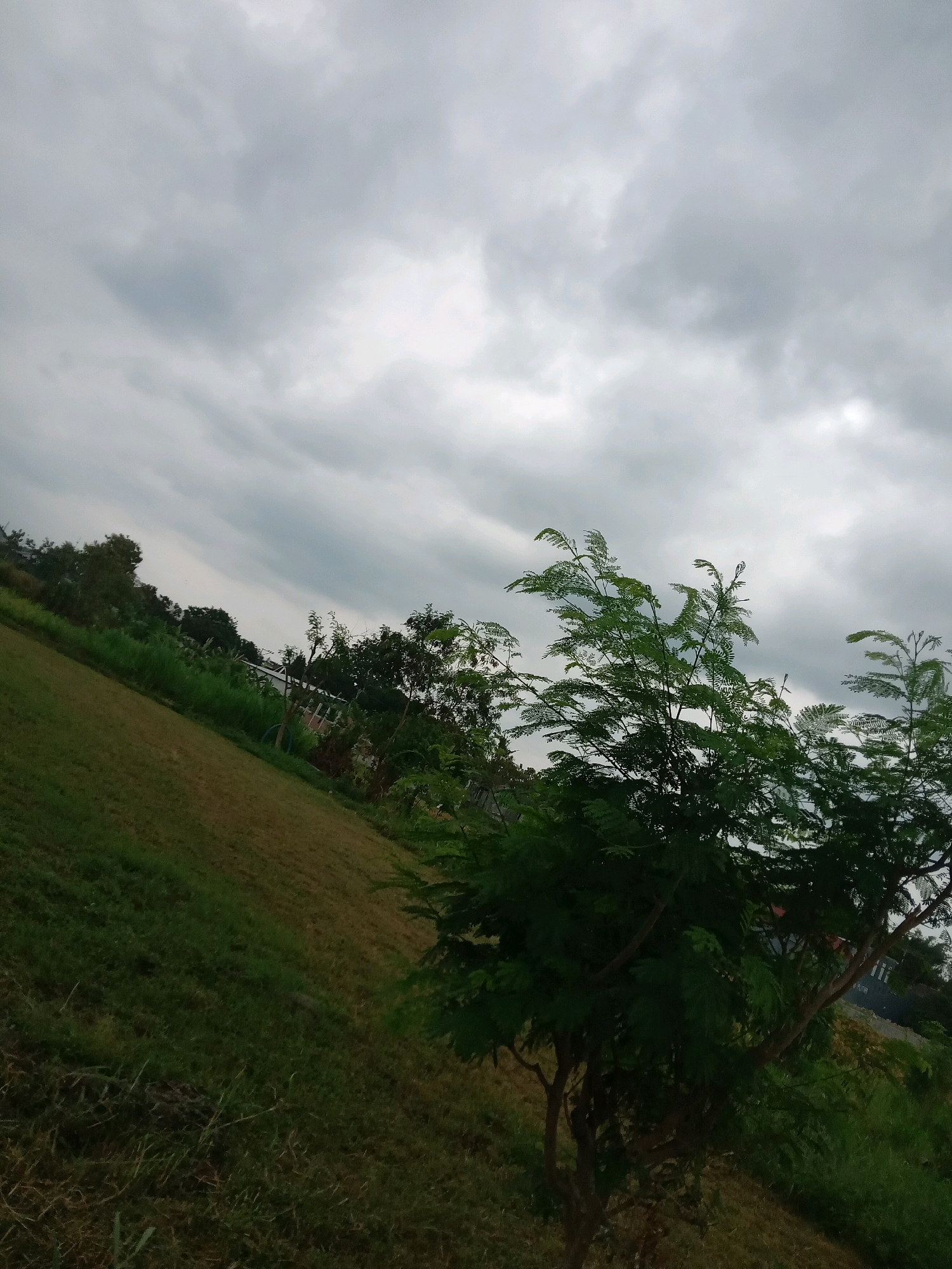 The image depicts an outdoor scene with a cloudy sky dominating the upper portion. In the foreground and mid-ground, a lush green lawn slopes downwards from left to right. A bushy green tree with delicate, feathery leaves is prominently featured on the right side of the frame, its branches extending upwards and towards the sky. Behind the lawn and tree, a line of various trees and vegetation creates a natural backdrop, with some structures partially visible in the distance. The overall lighting suggests an overcast day. The scene is consistent with a park or garden area in Banguntapan, Indonesia, characterized by its tropical vegetation and predominantly cloudy weather. There are no people or animals visible in the image.