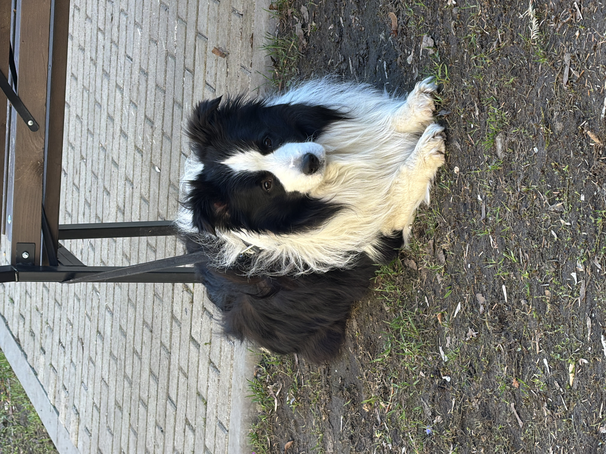 A long-haired black and white dog is lying in the grass and dirt, with its front paws extended forward. The dog is looking up at the camera. A bench is visible to the left, positioned on a paved walkway. The location appears to be an outdoor area, possibly a park or garden. There are no explicit indications of it being Moscow, Russia.