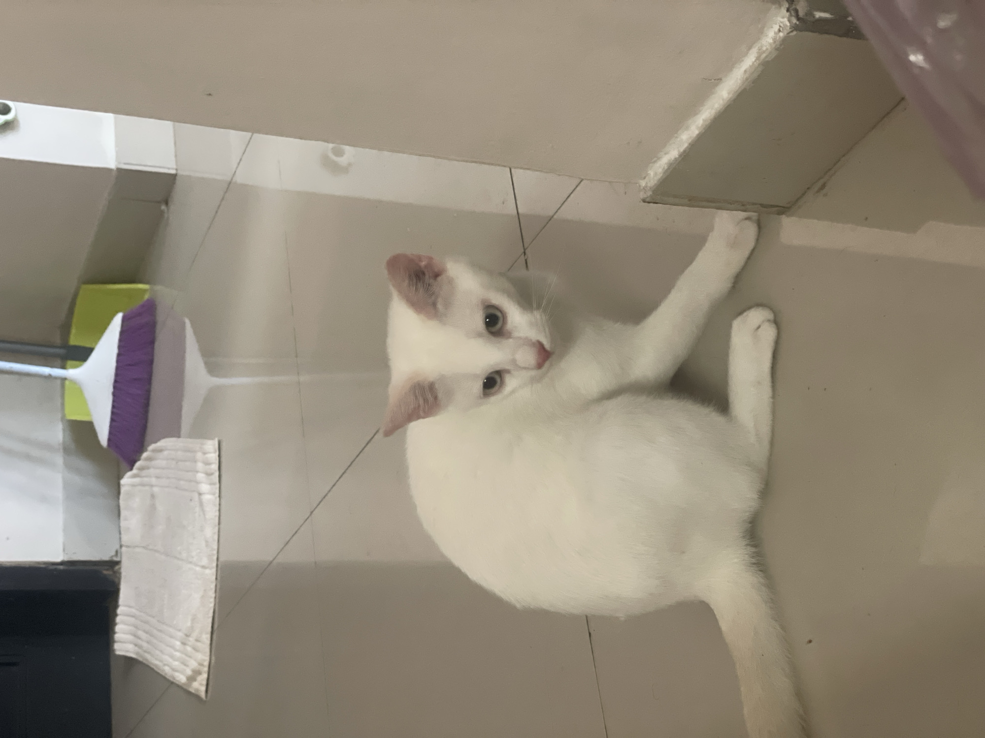 A white cat is sitting on a light-colored tiled floor indoors. In the background, a purple and white broom is leaning against a wall. To the left, a small, white textured rug is visible on the floor. The environment appears to be a residential interior, likely a hallway or entryway. No people or specific landmarks of Denpasar, Indonesia are visible in the image.