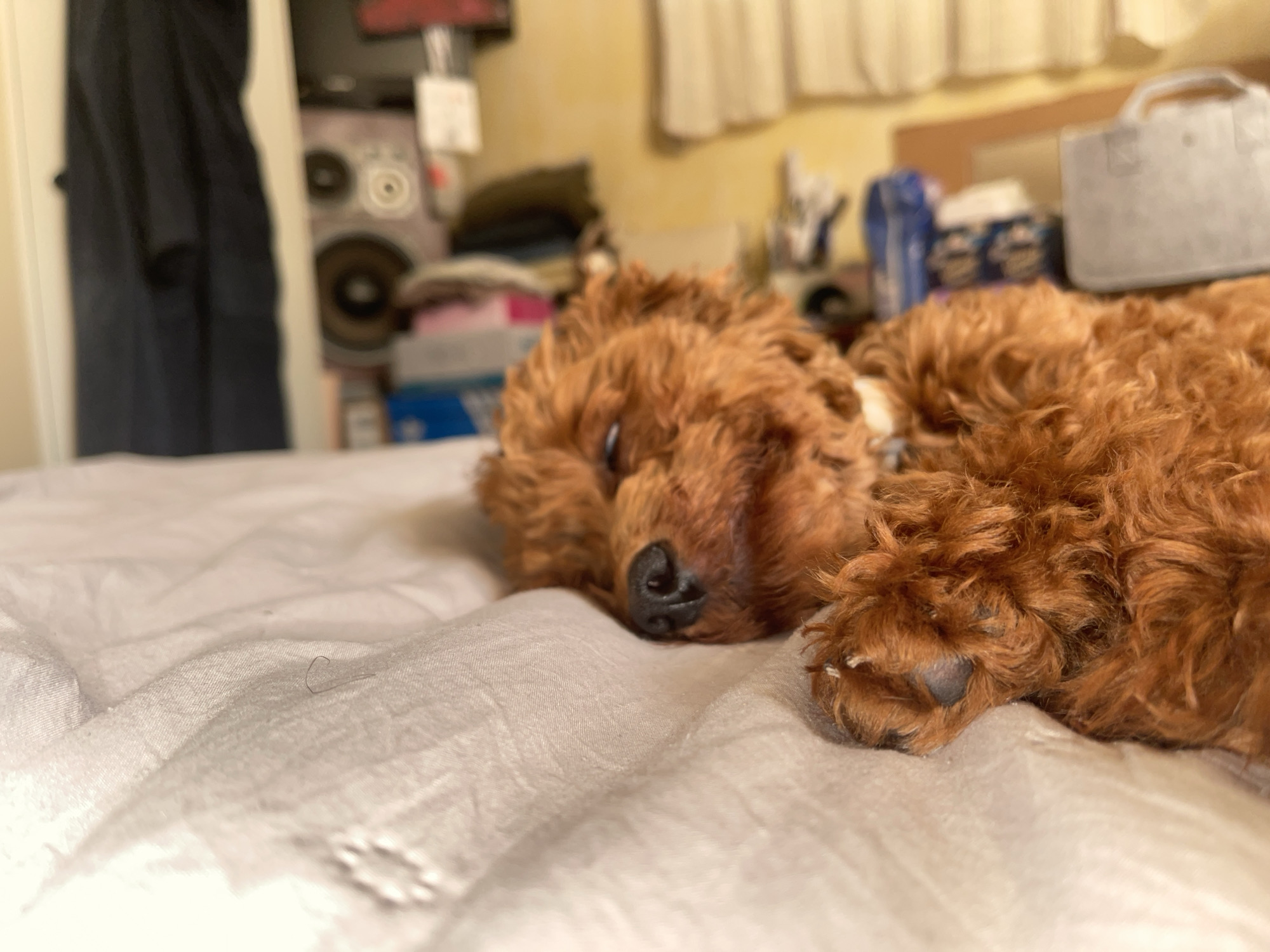 This interior photograph, set in Sofia, Bulgaria, depicts a reddish-brown, curly-haired canine resting on a light-colored, wrinkled bed sheet, occupying the midground of the frame. The animal's head is oriented towards the left, with its dark-pigmented nose and closed eyelids visible as it lies prone. One front paw is partially visible, showing a dark pad. No individuals are present, and no apparent interactions are occurring. In the immediate foreground, a single, dark, C-shaped hair and a white, circular, decorative appliqué are present on the bedding. The background elements, largely out of focus, consist of a dark garment hanging within an open doorway on the left. To the right of the doorway, a light-colored audio speaker with visible concentric driver elements is positioned. Further to the right, various blurred objects, including blue and white packaged goods, are stacked. A light grey, rectangular tote bag with handles is situated on a surface in the upper-right background, beneath light-colored fabric, possibly drapery. The environment appears to be an indoor domestic space, characterized by a lived-in aesthetic and a warm, diffuse lighting condition.
