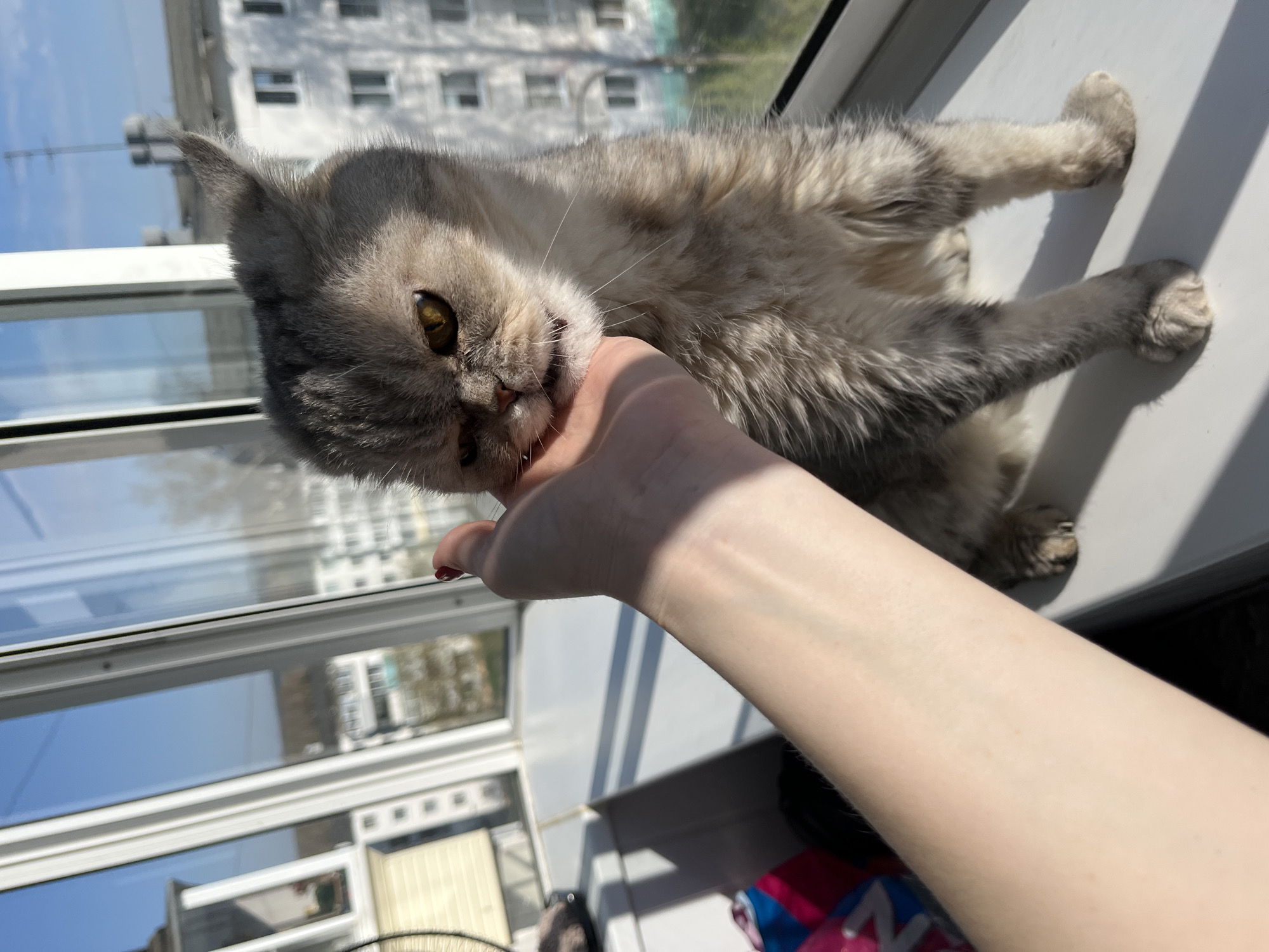 A domestic cat lies on a window sill and bites a person's hand. The cat is gray and white with yellow eyes. The person's hand is pale and has short fingernails painted red. The background shows buildings outside a window in Chaikovsky, Russia. The sky is partly sunny. Additional objects at the bottom of the image include a fan and a bag.