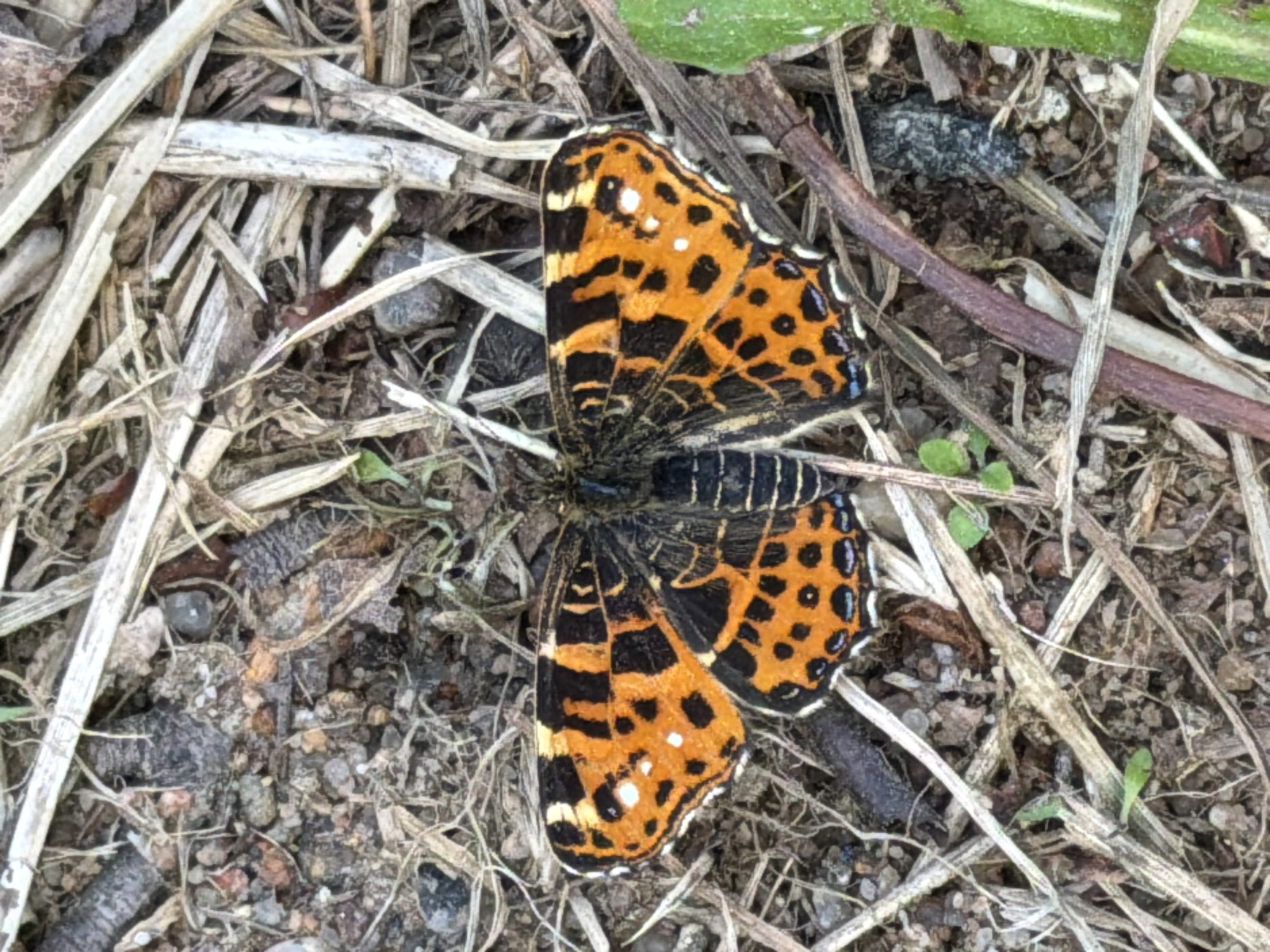 An overhead shot captures a butterfly resting motionless on the ground in an outdoor setting, presumably in Steklyannyi, Russia. The butterfly, positioned centrally, displays vibrant orange forewings and hindwings adorned with intricate black patterns and distinctive small white spots. Its body appears dark, likely black. The background consists primarily of dry, light-colored grass blades and straw-like debris, interspersed with small brown and grey stones and dark soil. A single green plant stem or leaf is partially visible in the upper right corner, adding a touch of color to the otherwise earthy palette. The butterfly's wings are spread open, showcasing its full dorsal markings. The lighting suggests it is daytime. There is no visible text or other discernible activity.