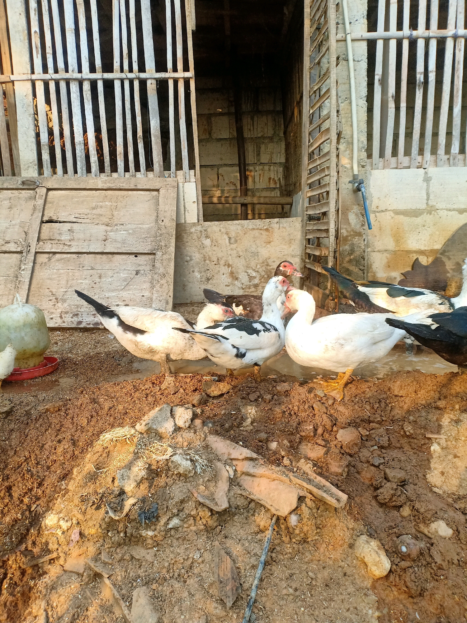 In Tasikhargo, Indonesia, a group of Muscovy ducks are gathered in a muddy enclosure. The ducks, a mix of white, black, and white and black plumage, are in various states of interaction. One white duck is prominently positioned in the foreground, facing left with its legs visible. To its left, another duck with black and white markings is also visible. Behind these, several other ducks, some with distinctive red caruncles around their eyes and beaks, are clustered together. A large, pale green plastic feeder with a red base sits to the far left of the frame. The ground is a mixture of mud and dry earth, with scattered debris including stones and what appears to be dried vegetation. In the background, a rustic wooden structure with vertical slats forms a fence or part of a coop. The light suggests it is either early morning or late afternoon, casting shadows and highlighting the textures of the mud and the ducks' feathers.
