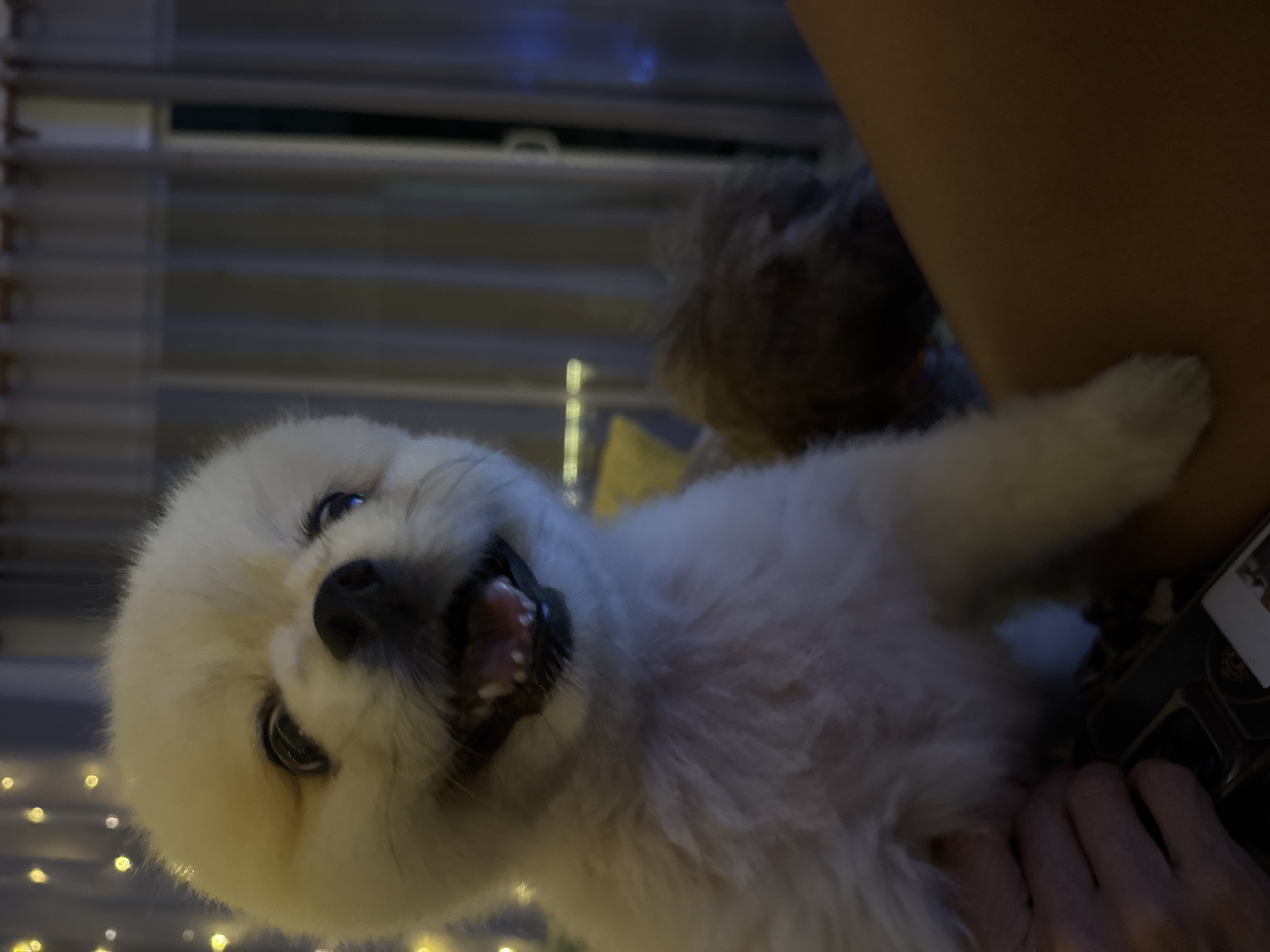 A light-colored Pomeranian dog, with its mouth open and tongue visible, is being held by a person's hand. The dog has fluffy fur, prominent eyes, and a black nose. In the background, a blurry brown dog is visible, along with sheer curtains and string lights. The scene appears to be indoors, possibly in a residential setting in Thep Krasatti, Thailand, judging by the context of the request. The lighting is dim, with the string lights creating bokeh effects. A portion of a person's leg is also visible in the foreground.