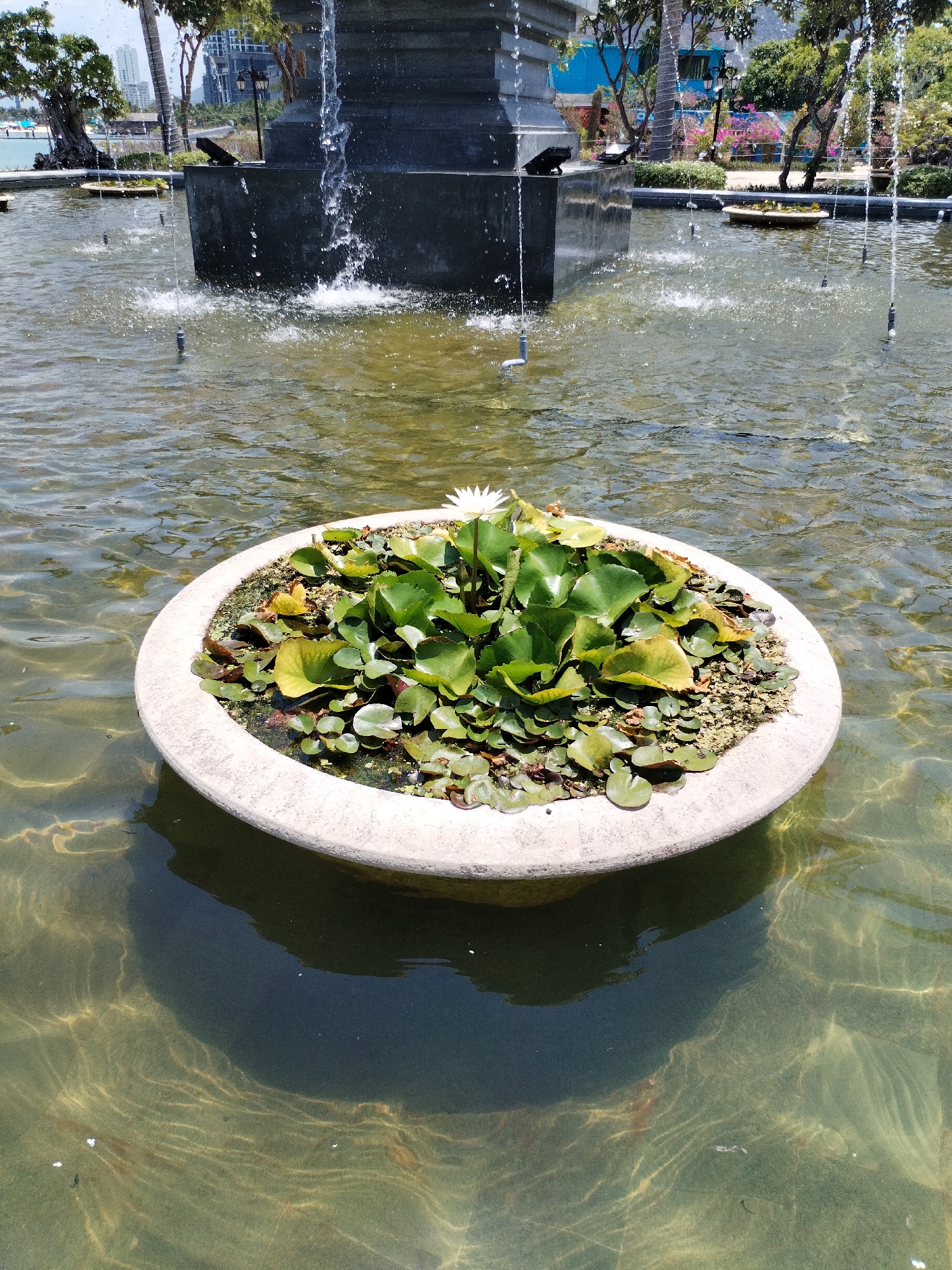 The image captures a water fountain scene in Bac Nha Trang Ward, Vietnam. At the forefront, a circular, concrete planter floats in a pond. The planter is filled with a variety of green aquatic plants, including lily pads, and a single white water lily blossom. The water in the pond is clear and shallow, revealing ripple patterns and sunlight-filtered textures on the pond's floor. In the background, a large, dark, tiered fountain structure rises above the pond. Water cascades from the top tier of the fountain, creating splashes and ripples on the water's surface. Other water jets and fixtures dot the periphery. Trees and buildings are faintly visible in the background, indicative of an urban park setting. The scene appears to be bathed in bright sunlight.