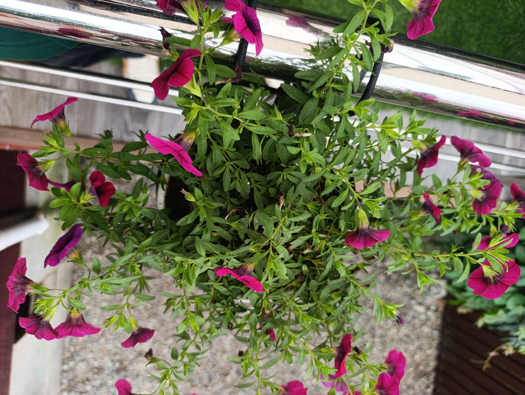 This is a high-angle, close-up, eye-level shot of a hanging potted plant with deep pink/purple petunia flowers and green foliage. The plant is suspended from a shiny, metallic railing, which is a prominent element in the upper portion of the image and reflects the surrounding environment. The railing appears to be part of an outdoor setting, possibly a balcony or a fence. The background consists of a gravelly ground surface and what appears to be a wooden planter box on the right. The lighting suggests an overcast day. The image is crisp and well-lit, with a shallow depth of field that blurs the background and emphasizes the plant. The exact location within Artyom, Russia is not discernible from the image itself; however, the presence of a railing and a planter suggests an urban or suburban residential setting. No people or specific actions are visible in the frame.