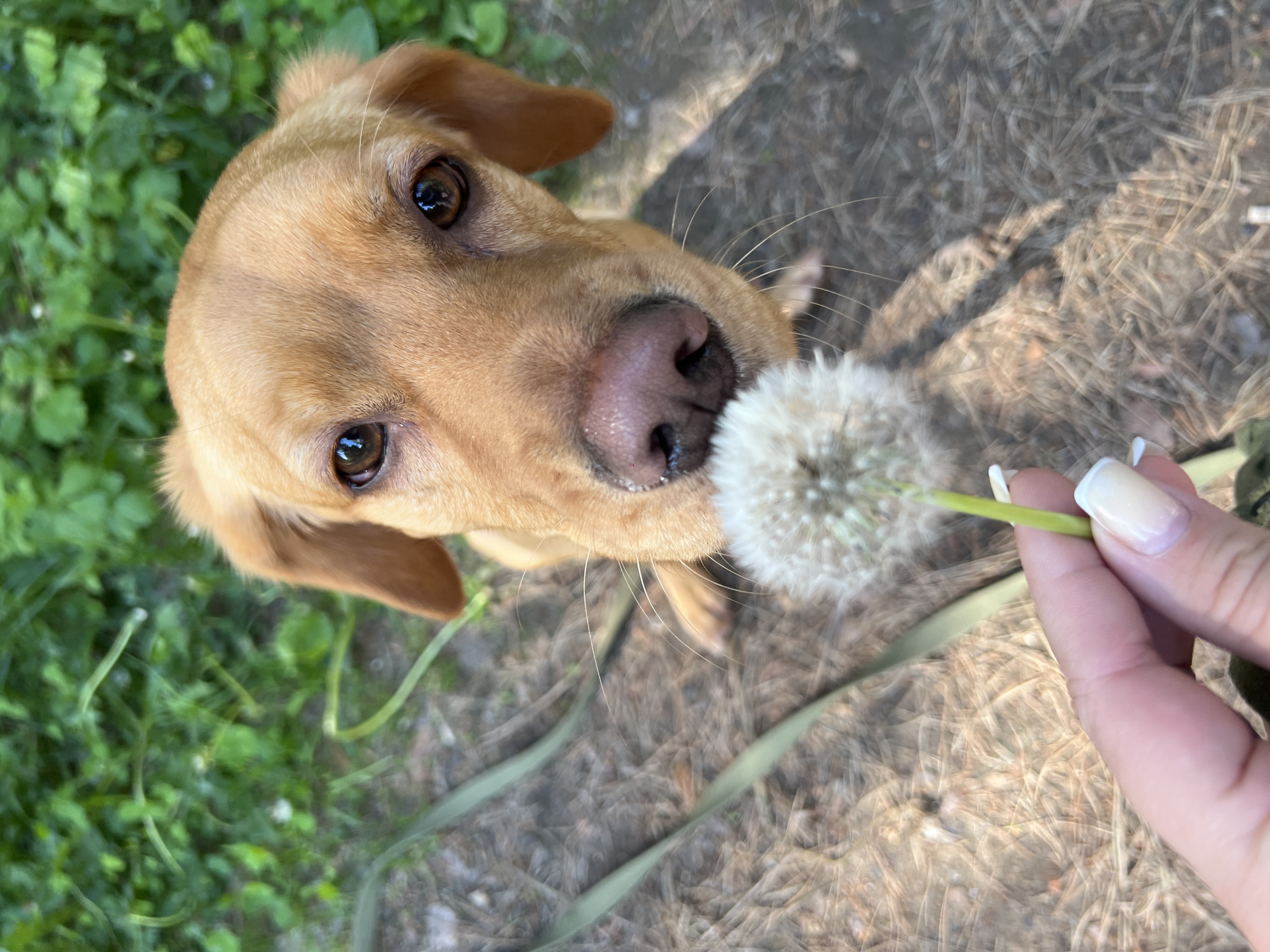 A close-up, high-angle shot shows a light brown dog with dark brown eyes looking directly at the camera. The dog is sniffing a dandelion held by a human hand, which is visible in the lower left of the frame. The hand has light-colored nail polish. The dog is outdoors, with green foliage in the background and a ground covered in dry leaves and pine needles. There is a green leash lying on the ground. The scene appears to be in a natural setting, possibly a park or wooded area. The location is identified as Chaikovsky, Russia.