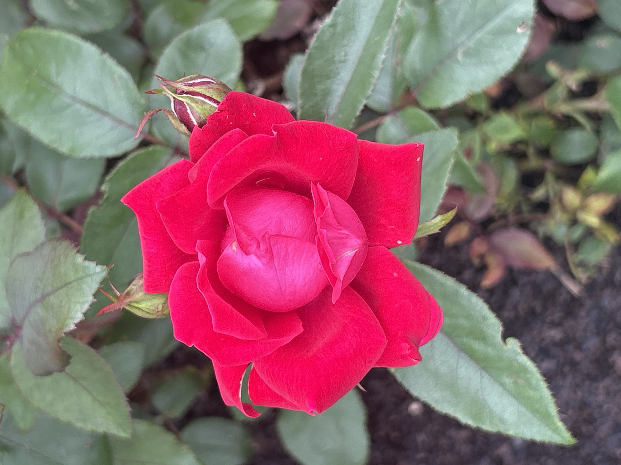 A vibrant red rose, partially bloomed, is the central subject of this close-up, outdoor photograph. The rose, with its layered petals, exhibits a gradient of color, deepening to a fuchsia hue at its center. To the right and left of the main bloom, two rose buds are visible, one more developed than the other, showing green sepals and hints of red. The rose and its buds are surrounded by numerous green rose leaves, some showing serrated edges and a slightly fuzzy texture. The background consists of more foliage and dark soil, suggesting a garden setting. The lighting appears to be natural daylight, casting subtle shadows. This image was captured in Mount Royal, Canada.