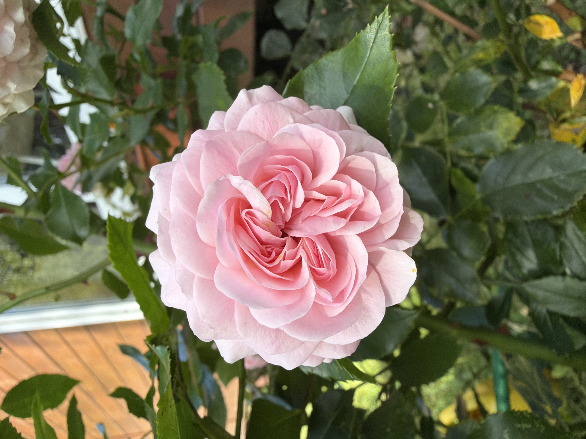 A close-up, vertical shot showcases a fully bloomed pink rose, its petals intricately layered, filling the majority of the frame. The rose is surrounded by lush green leaves and stems, some of which are slightly out of focus. In the background, a wooden structure with vertical planks and a white element, possibly a window frame, is visible, suggesting an outdoor setting. The lighting appears natural, casting soft shadows and highlighting the delicate texture of the rose petals. There are no people or animals present in the image. The environment seems to be a garden or backyard.
