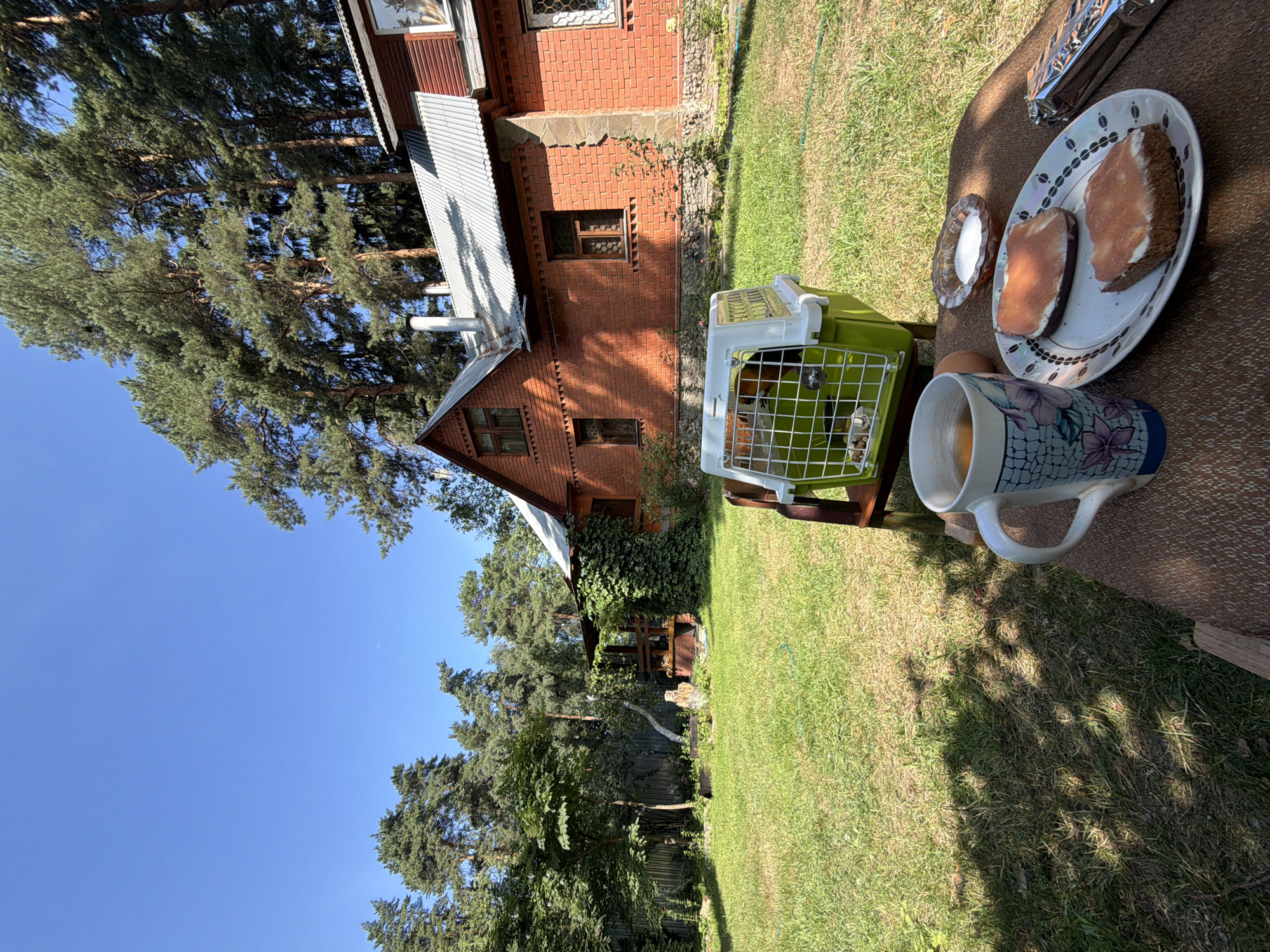 In Udelnaya, Russia, on a sunny day, a still life scene is captured outdoors. In the foreground, a table is set with breakfast items: a mug of tea with a floral pattern, two slices of bread with a spread, a small dish of salt, and a foil-wrapped item. Beside the table, on a chair, rests a green and white pet carrier with a bird inside. Behind the table, a lush green lawn leads to a brick house surrounded by tall pine trees. The house has a red brick facade, a metal roof, and windows with ornate grills. The environment is serene, with clear blue skies overhead and the dappled shade of trees on the grass.
