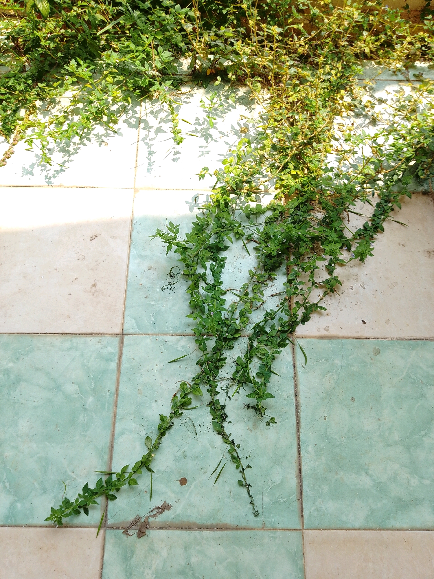 A close-up, overhead shot captures green vines with small leaves sprawling across a tiled floor. The tiles are a mix of light beige and pale green, arranged in a grid pattern. Sunlight casts distinct shadows of the vines onto the tiles, creating a dappled effect. The scene appears to be an outdoor setting, possibly a patio or courtyard, given the tiling and the presence of vegetation. The overall impression is one of natural growth encroaching on a man-made surface. There are no people or animals visible in the image.
