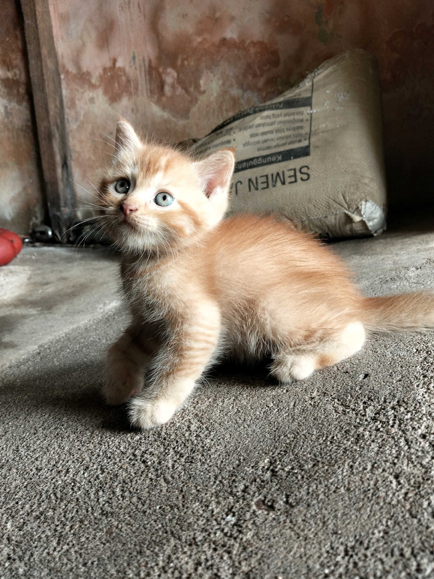 A ginger kitten with light blue eyes sits on a concrete surface. The kitten is facing to the left and looking upwards. Behind the kitten, a large, light-colored sack with writing on it is visible. To the left of the kitten, a red object and a wooden structure are present. The background consists of a textured wall with patches of discoloration. The scene appears to be outdoors, possibly in Arang Limbung, Indonesia, given the context of the sack which has Indonesian text, likely related to construction materials commonly found in such locations.
