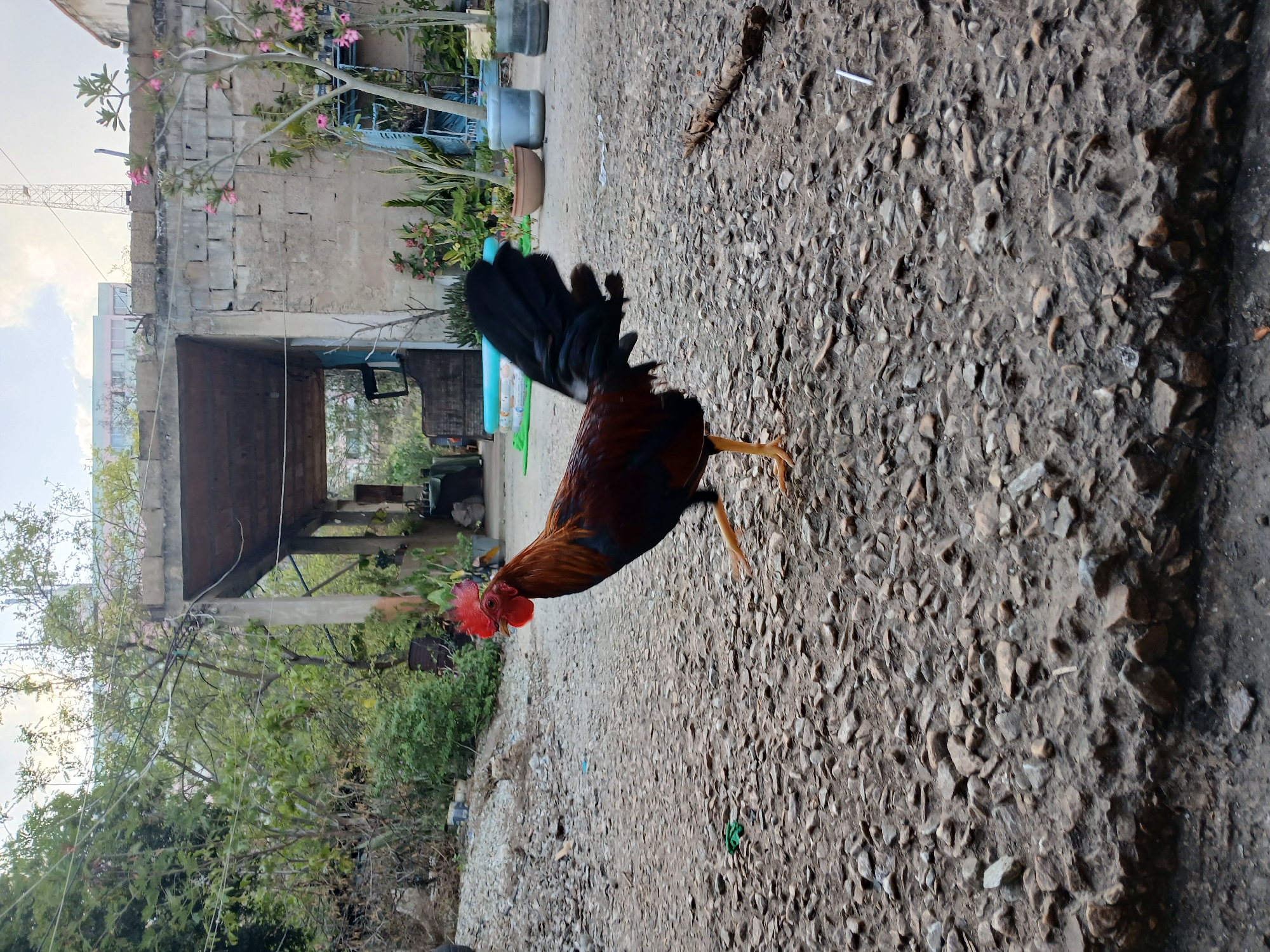 A rooster with reddish-brown plumage and a dark tail is captured in mid-stride on a rough, rocky path. The rooster is facing left, with its head turned slightly towards the viewer and its comb a vibrant red. Its right leg is extended forward, indicating movement. In the background, a dilapidated concrete structure with an open entrance stands partially obscured by trees and foliage. Various potted plants are visible, including some with pink flowers. Further in the background, there are buildings and a telecommunications tower. The overall environment appears to be an outdoor, somewhat unkempt area, possibly a yard or alleyway, with a cloudy sky overhead.