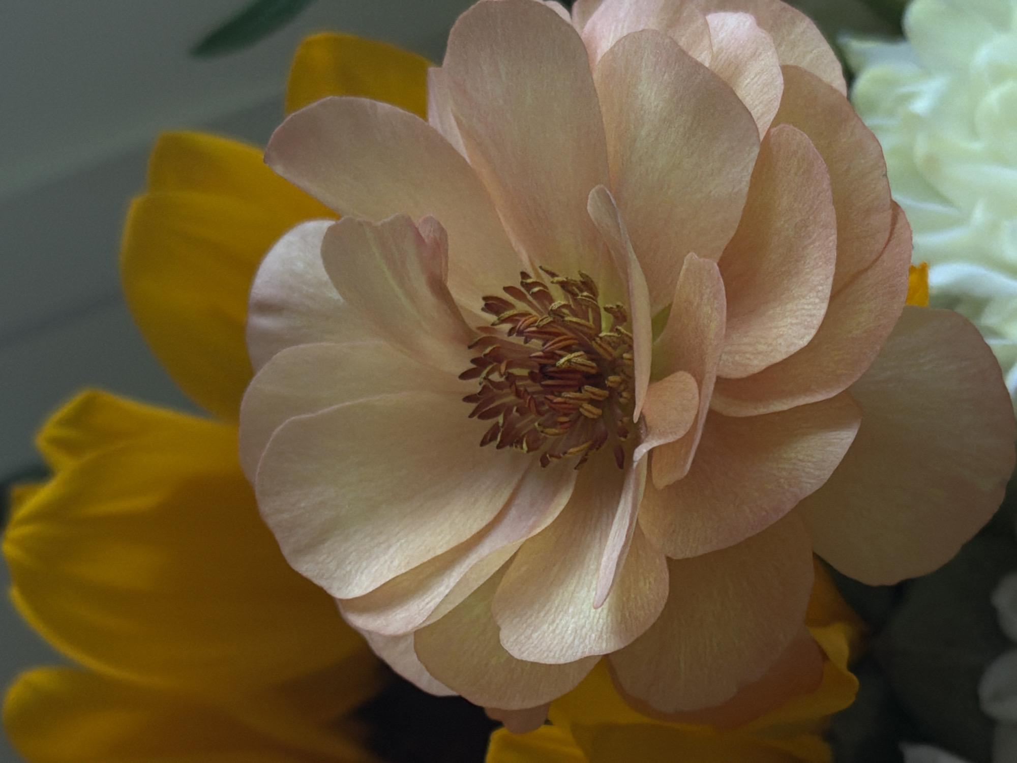 The image shows a close-up of a flower arrangement. The main flower is a beige-colored bloom with tightly layered petals and a dark reddish-brown center with a cluster of stamens. Behind the beige flower, there are yellow petals from another flower. To the right, there's a glimpse of a white flower. The background appears to be a muted grey. There is no information about this image being from Perm, Russia.