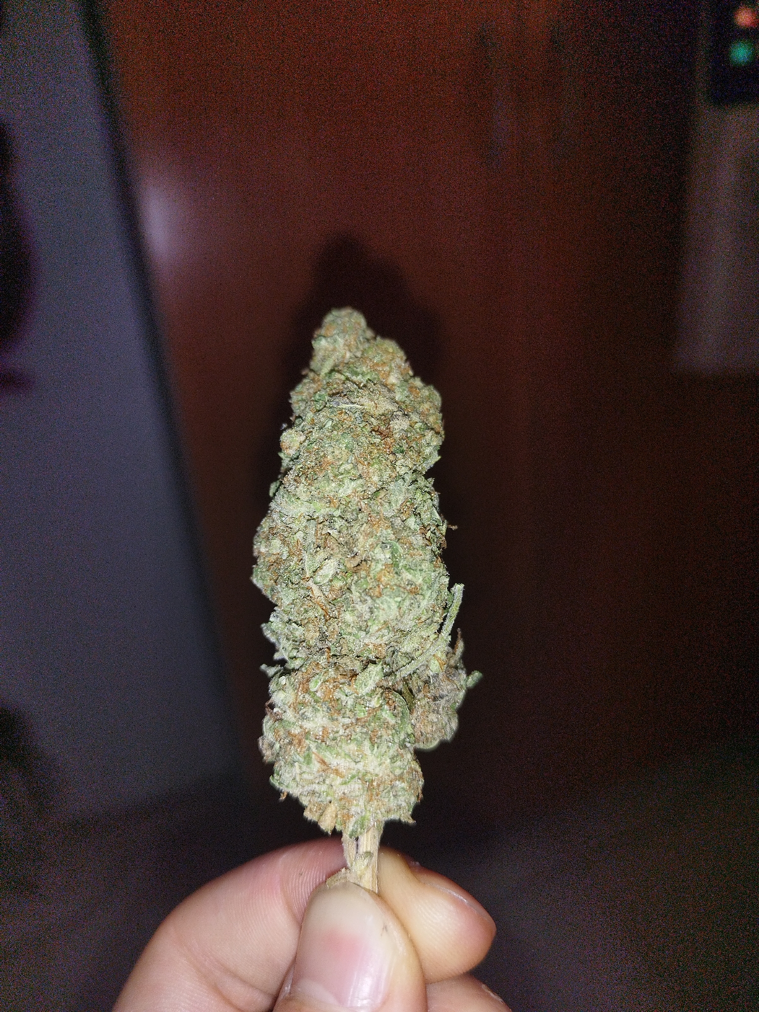 A close-up, dimly lit image shows a person's left hand holding a single, elongated cannabis bud vertically. The bud is densely packed, primarily light green with a visible frosty coating of white trichomes. Interspersed within the green foliage are numerous fine, orange-brown pistils. The stem of the bud is visible at the bottom, held between the thumb and forefinger of the hand, which has clean, visible skin texture.
The background is heavily blurred and dark, indicating a shallow depth of field. On the left side of the frame, the background appears as a dark purple-grey mass. To the right, it shifts to a darker reddish-brown color. In the upper right corner, a very faint, blurry rectangular shape with what appears to be small red and green lights or reflections can be vaguely discerned. The lighting is soft and appears to come from the front, illuminating the details of the bud. No activity beyond holding the bud is depicted, and no text is visible. The setting is indoors, likely under controlled or low light conditions.