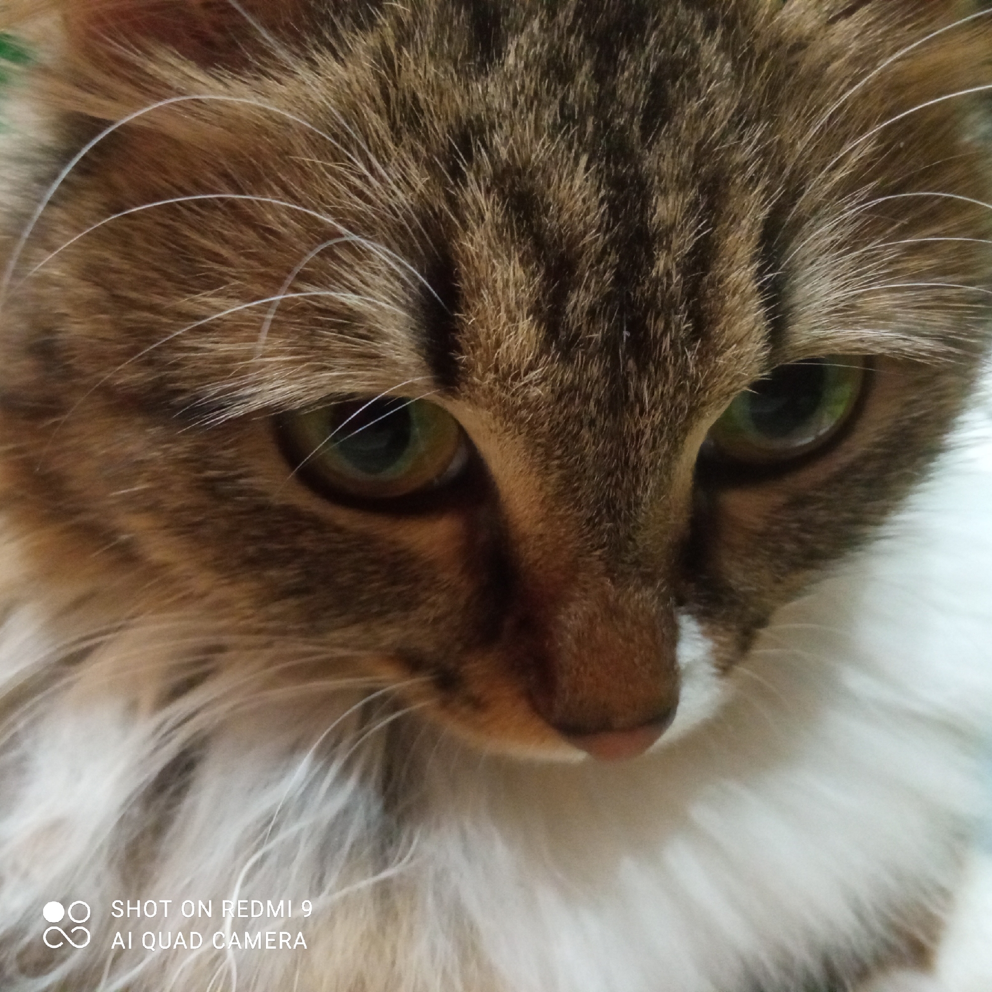 A close-up image shows the face of a cat with brown and white fur. The cat has green eyes and a pink nose. The bottom left corner of the image includes text that says "SHOT ON REDMI 9 AI QUAD CAMERA". No people, actions, interactions, or environmental elements are visible. The location in Chaikovsky, Russia, cannot be verified from this image.