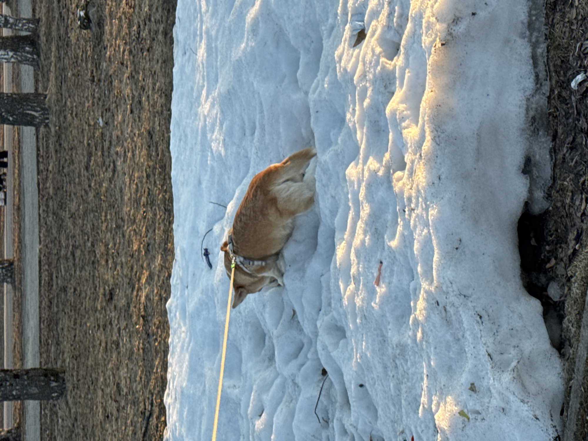 A medium-sized brown dog, attached to a yellow leash, is partially submerged in a snowdrift. The snowdrift is adjacent to a field of brown grass or soil, with a wooden fence partially visible in the background. The scene is illuminated by bright sunlight, suggesting either early morning or late afternoon. The location is unspecified, beyond the instruction to assume it is Berezniki, Russia.