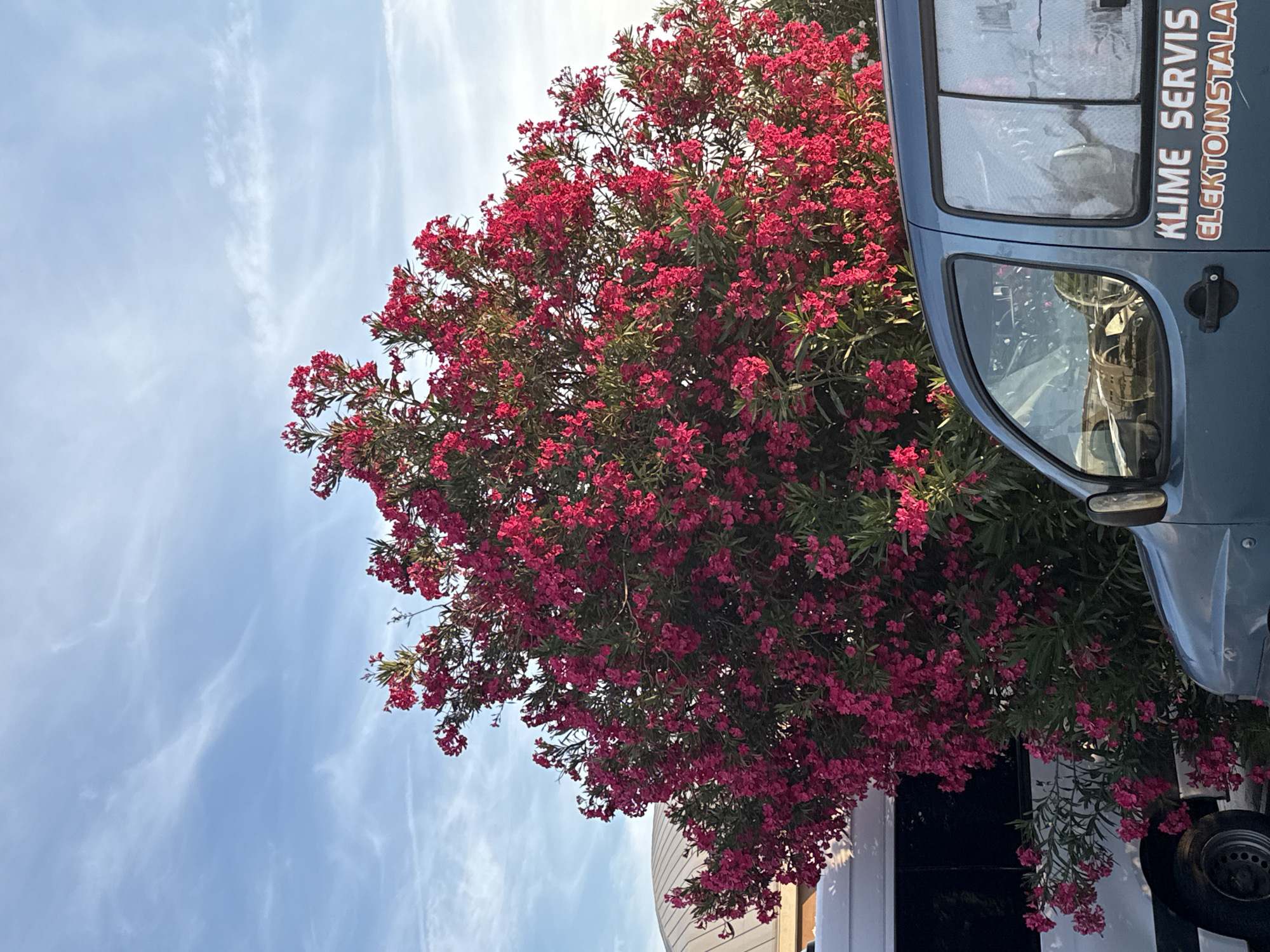 The image depicts an outdoor scene in Bar, Montenegro, under a clear, bright blue sky with sparse white cirrus clouds. A large, vibrant bush, heavily laden with numerous clusters of bright fuchsia-pink flowers and dark green foliage, dominates the central and foreground areas, extending across much of the frame. To the left, the lower-front section of a white van or minibus is visible, partially obscured by the flowering bush, showing a dark-walled tire on a silver wheel and a dark-tinted window. In the lower-right foreground, the front-right side of a blue utility van is prominently featured. White lettering on the side of the blue van reads "KLIME SERVIS" (Air Conditioning Service) and "ELEKTOINSTALA" (likely a partial word for Electrical Installations). Reflections of the environment, including the flowering bush, are visible on the van's windshield and side windows, with faint details of the interior dashboard discernible. A black door handle and side mirror are also visible on the blue van. In the upper-left background, behind the dense foliage, a portion of a building with a light-colored, curvilinear or dome-shaped roof is visible against the sky. No people are visible in the frame.