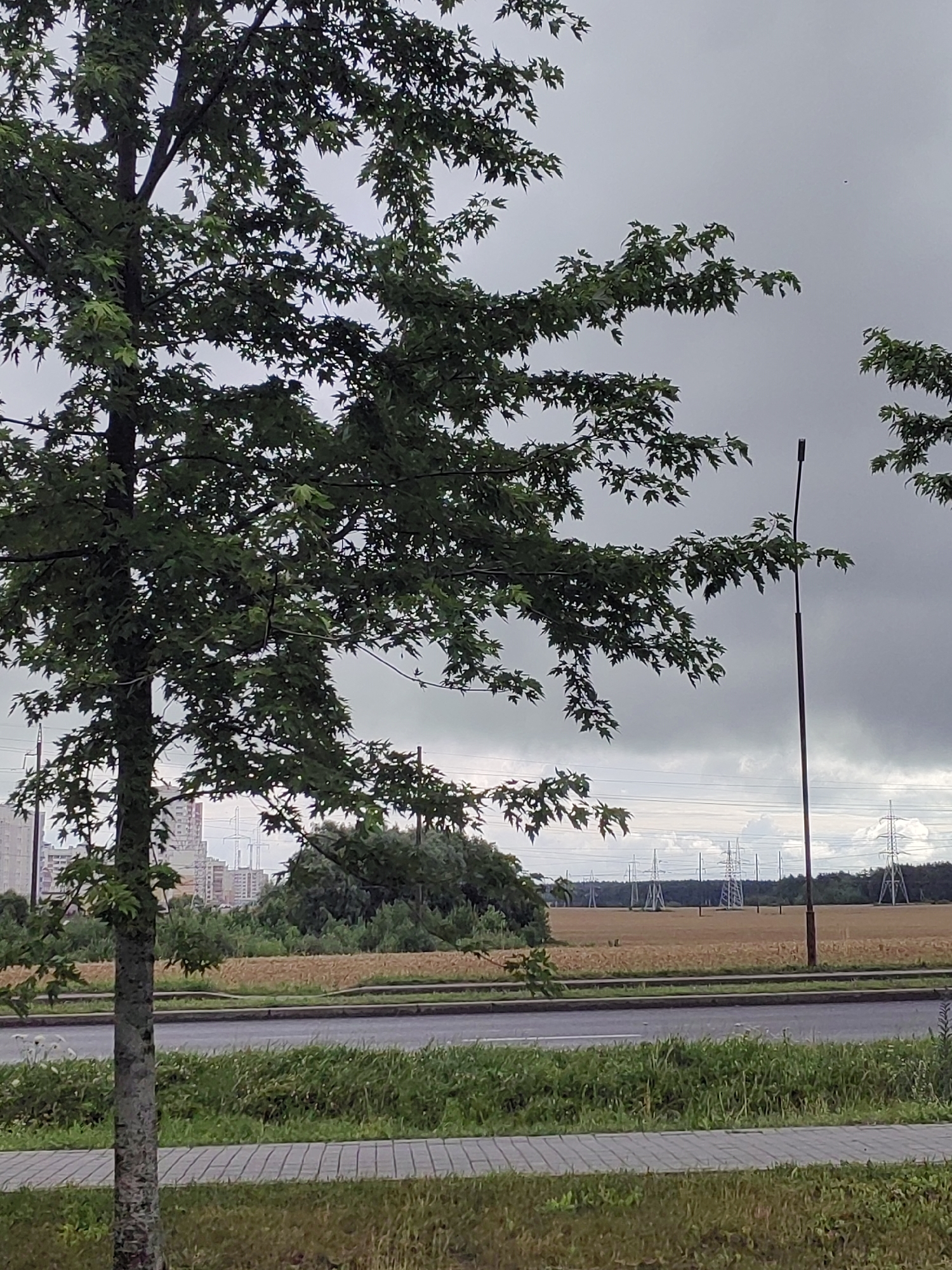 The image depicts a gray, overcast day with a tree in the foreground. The tree has green leaves and a gray, textured bark. To the left of the tree, buildings are visible in the distance, suggesting an urban or suburban setting. A road runs horizontally across the mid-ground, with a grassy verge and a paved walkway in the foreground. Beyond the road, a field of dry, golden vegetation extends to a line of trees. In the background, a series of tall, lattice-like electrical transmission towers are visible against the cloudy sky. There are no people or animals present in the image. The overall impression is one of a slightly dreary, rural-industrial landscape. Based on similar imagery, this scene is likely located in the city of Hrodna, Belarus, possibly on the outskirts near agricultural land and infrastructure.