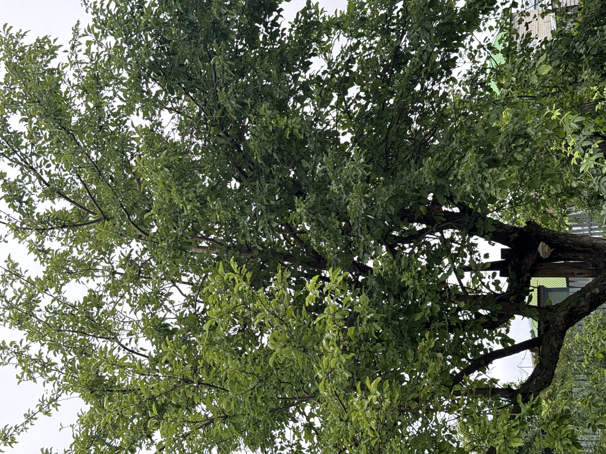 A medium shot captures a lush, green apple tree against a hazy, overcast sky in a garden. The tree is full of leaves, with some small green apples visible amongst the foliage. Branches extend in all directions, some thick and gnarled, others thin and delicate. The trunk of the tree is rough and dark. In the background, a portion of a building with a green roof and a brick wall can be seen, along with a gray metal fence. The overall impression is one of abundant growth and a somewhat overgrown, natural setting.