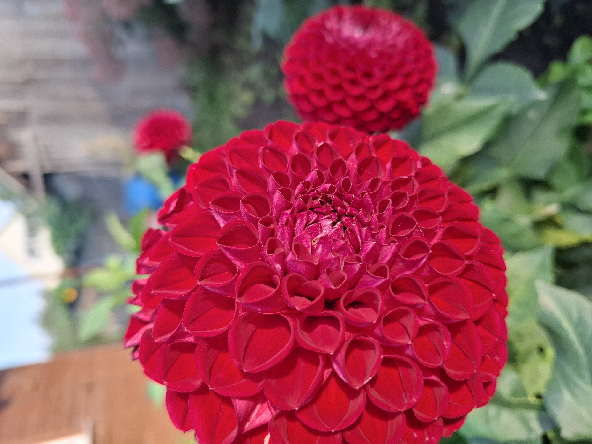 A close-up, low-angle shot features two vibrant red dahlia flowers in a garden setting. The foreground flower, sharp and in focus, displays intricate, tightly packed petals forming a spherical shape. To its right and slightly behind, a second dahlia is visible, also red but softer and out of focus. The background is a blurred tableau of green foliage, a rustic wooden fence, and hints of structures, suggesting a residential backyard. The sky above is a pale blue. The scene appears to be outdoors in a natural or garden environment. There are no people or animals present. The location is specified as Tyumen, Russia.