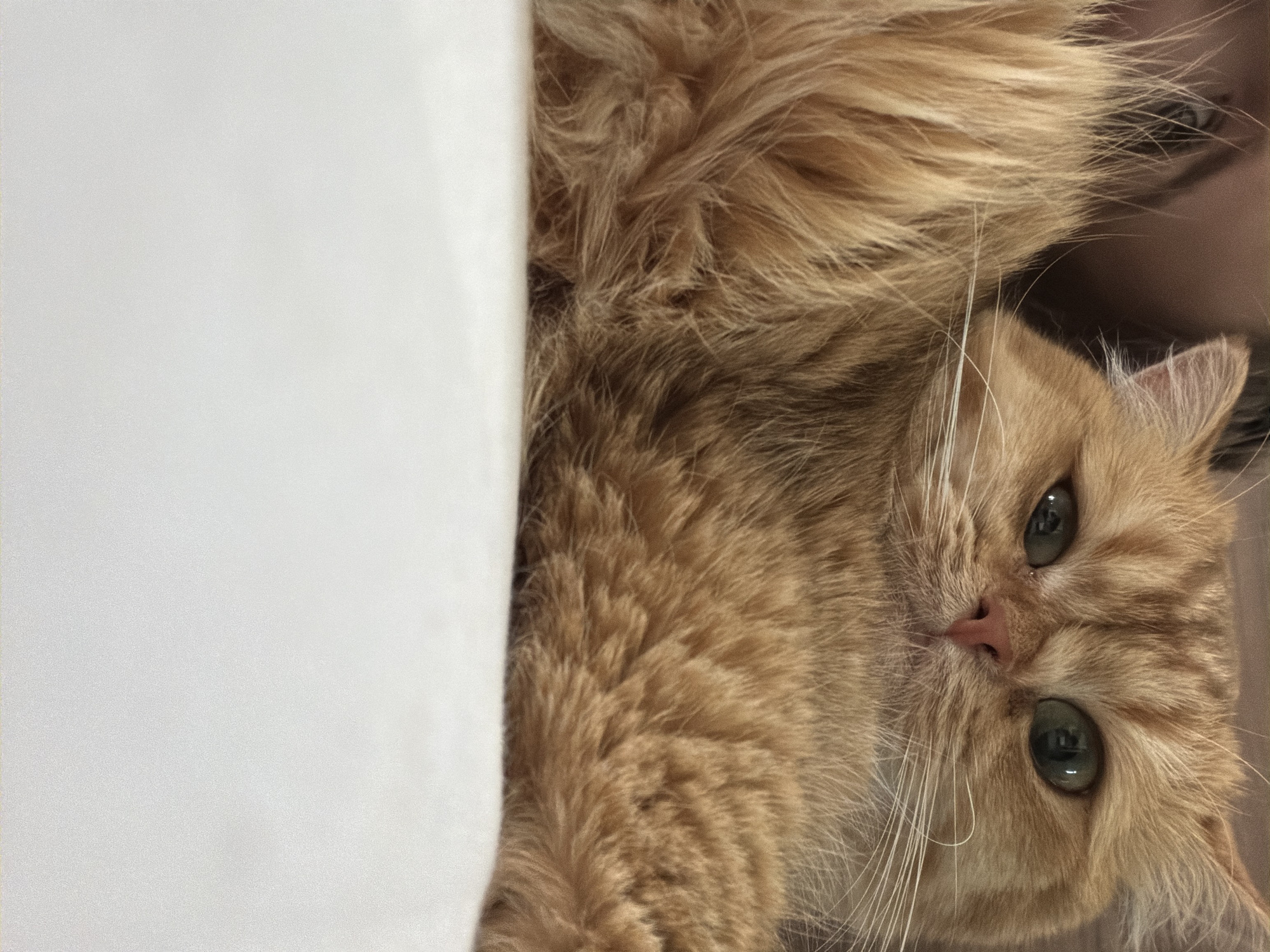 The image shows a close-up of an orange cat with green eyes. The cat is lying down and its face is in focus, while the background is blurred. The cat's fur is long and fluffy, and it has white whiskers. The cat is lying on a white surface, possibly a bed or a couch. The lighting is soft and natural. There is no indication of the location being in Da Nang, Vietnam.