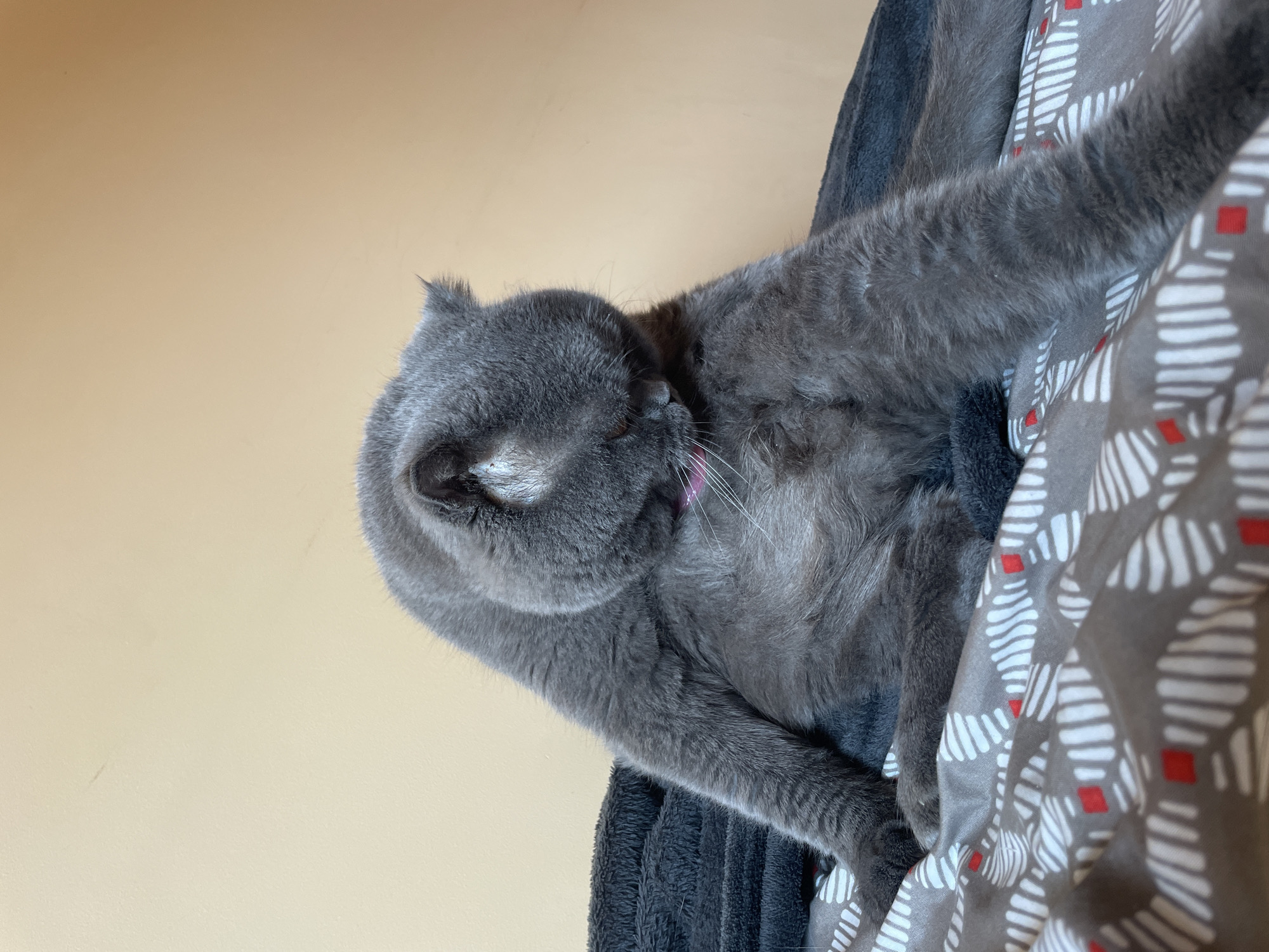 A fluffy gray cat sits on a bed with a gray blanket and a gray and white patterned comforter. The cat is facing downward, grooming itself. Its head is bent towards its chest, and its pink collar is visible. The background is a plain, light-colored wall. The lighting suggests an indoor setting.
