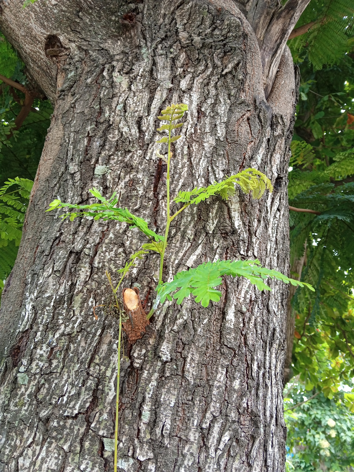 A close-up, eye-level shot focuses on the rough, textured bark of a large tree trunk. The bark is predominantly gray and brown with patches of white and green lichen. A small, bright green sprout with delicate, fern-like leaves emerges from the trunk, growing upwards and to the left. Below the sprout, a small, freshly cut branch stub, showing a lighter wood color, is visible. In the background, out of focus, lush green foliage creates a vibrant contrast to the textured trunk. The image appears to be taken outdoors in a natural setting.