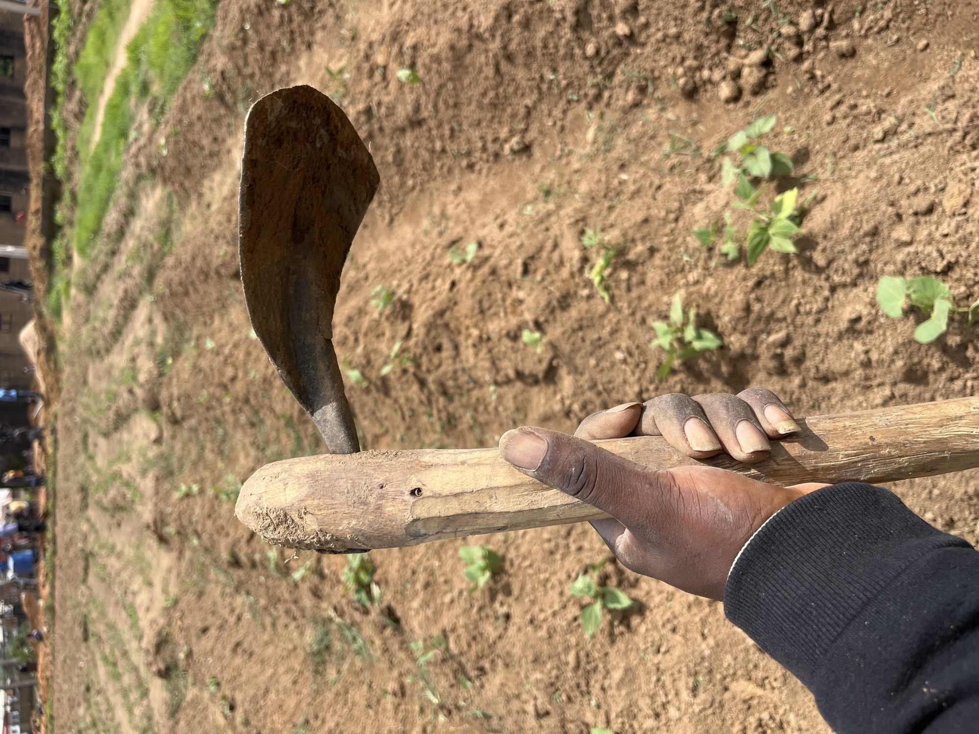 In Bukuru, Nigeria, a person's hand, with dark skin and trimmed fingernails, grips a wooden handle attached to a metal hoe. The hoe's blade, coated in dirt, is positioned over a tilled field. The field, stretching into the background, is divided into rows with small, green plants emerging from the rich, brown soil. In the distance, a few people can be seen near some structures, suggesting a rural or agricultural setting within the city. The sky is overcast, casting a diffused light over the scene.