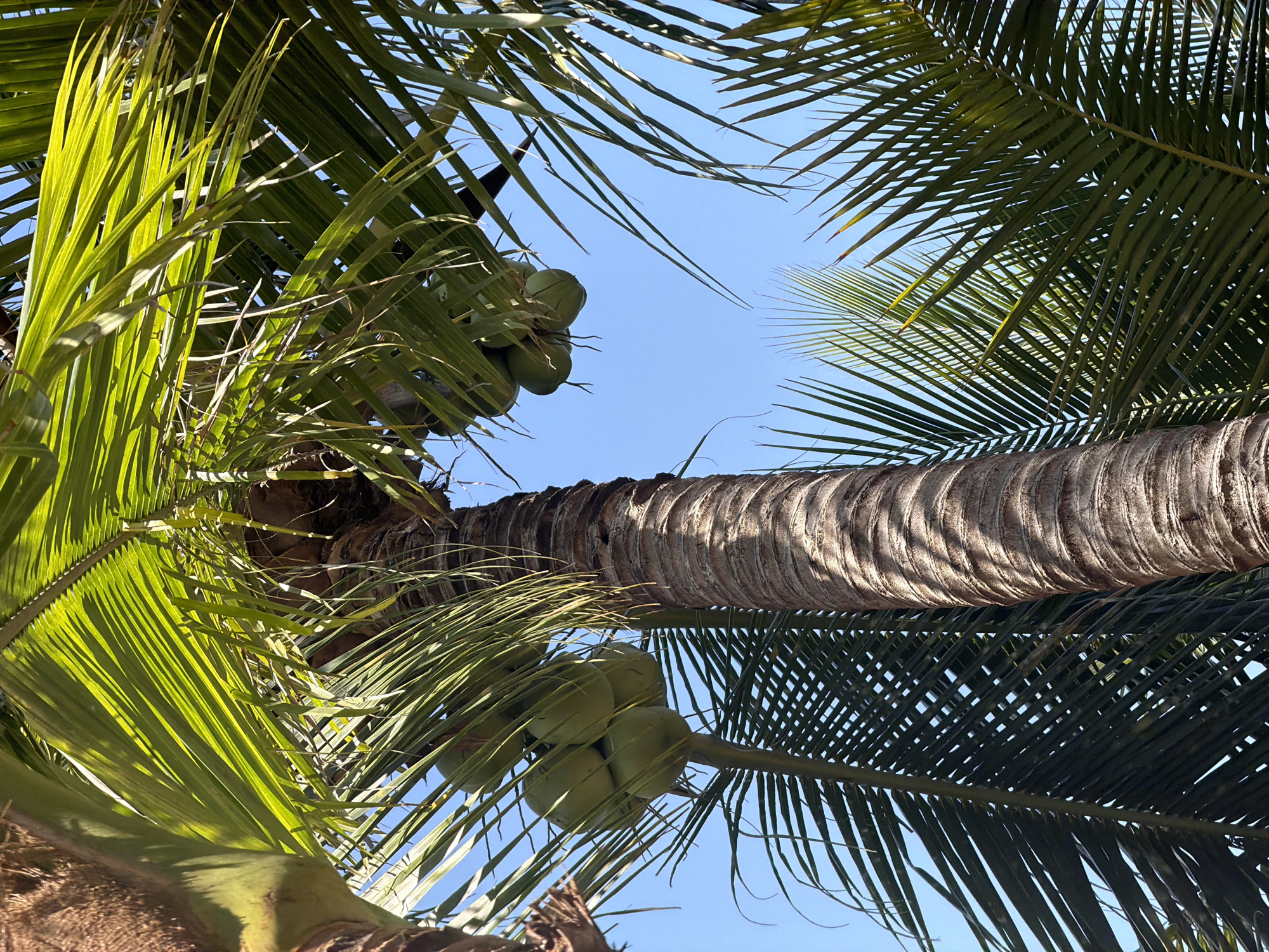 A low-angle shot depicts a coconut palm tree against a clear, blue sky. Several green coconuts are clustered near the top of the tree trunk. The palm fronds, with their linear leaves, frame the scene. The tree trunk displays a textured pattern of rings, indicative of growth. The image suggests a tropical environment. This is probably taken at Nam Nha Trang Ward, Vietnam.