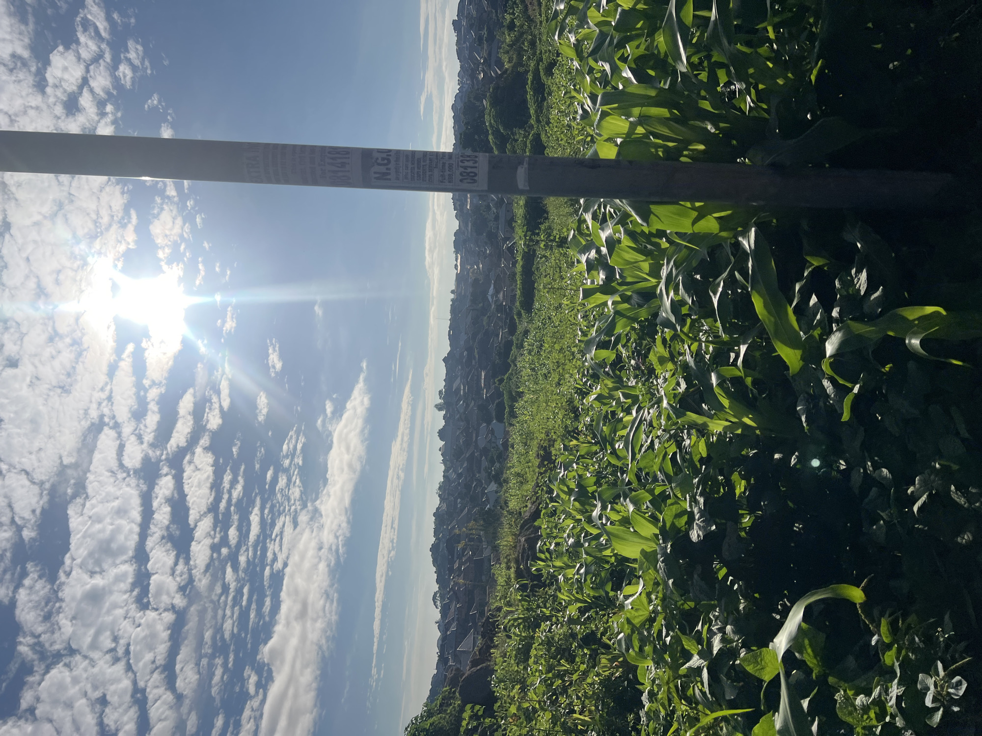 The image depicts a rural landscape in Jos, Nigeria, characterized by lush green cornfields in the foreground. The corn stalks are tall and healthy, indicating a fertile environment. Behind the fields, a sprawling settlement with numerous houses, many with corrugated iron roofs, stretches across rolling hills. The houses are densely packed, forming a typical Nigerian urban fringe settlement.
The sky is a brilliant blue, dotted with fluffy white clouds. The sun is shining brightly, casting a warm glow and creating lens flare effects in the image. A utility pole stands prominently in the right foreground, adorned with various posters. One poster, partially visible, appears to be a business advertisement or public notice, with text and phone numbers. The overall scene conveys a sense of life and activity, with the natural beauty of the farmlands contrasting with the urban sprawl in the distance. There are no people or animals visible in the image.