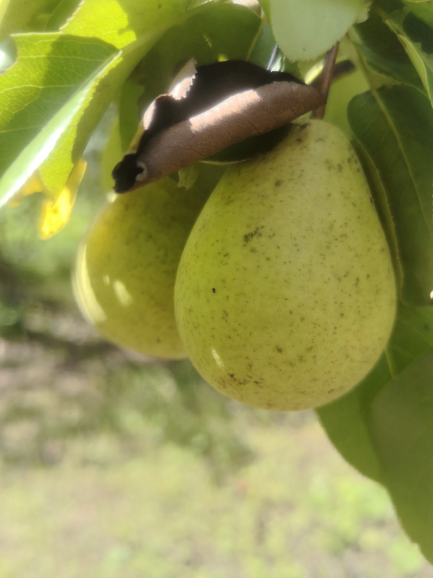 This media file is a close-up, vertical shot of two unripe pears hanging from a tree branch, with green leaves and a dried brown leaf also visible. The pears are a light green color with small brown speckles. One pear is more in focus, showing its textured skin, while the other is slightly out of focus to the left. Sunlight filters through the leaves, creating bright highlights on the pears. The background is blurred, showing a soft green and brown landscape, suggesting an outdoor, natural setting like an orchard or garden. There is no visible text. The scene appears to be outdoors during the daytime, with the sunlight indicating fair weather. The location context is Kashino, Russia.