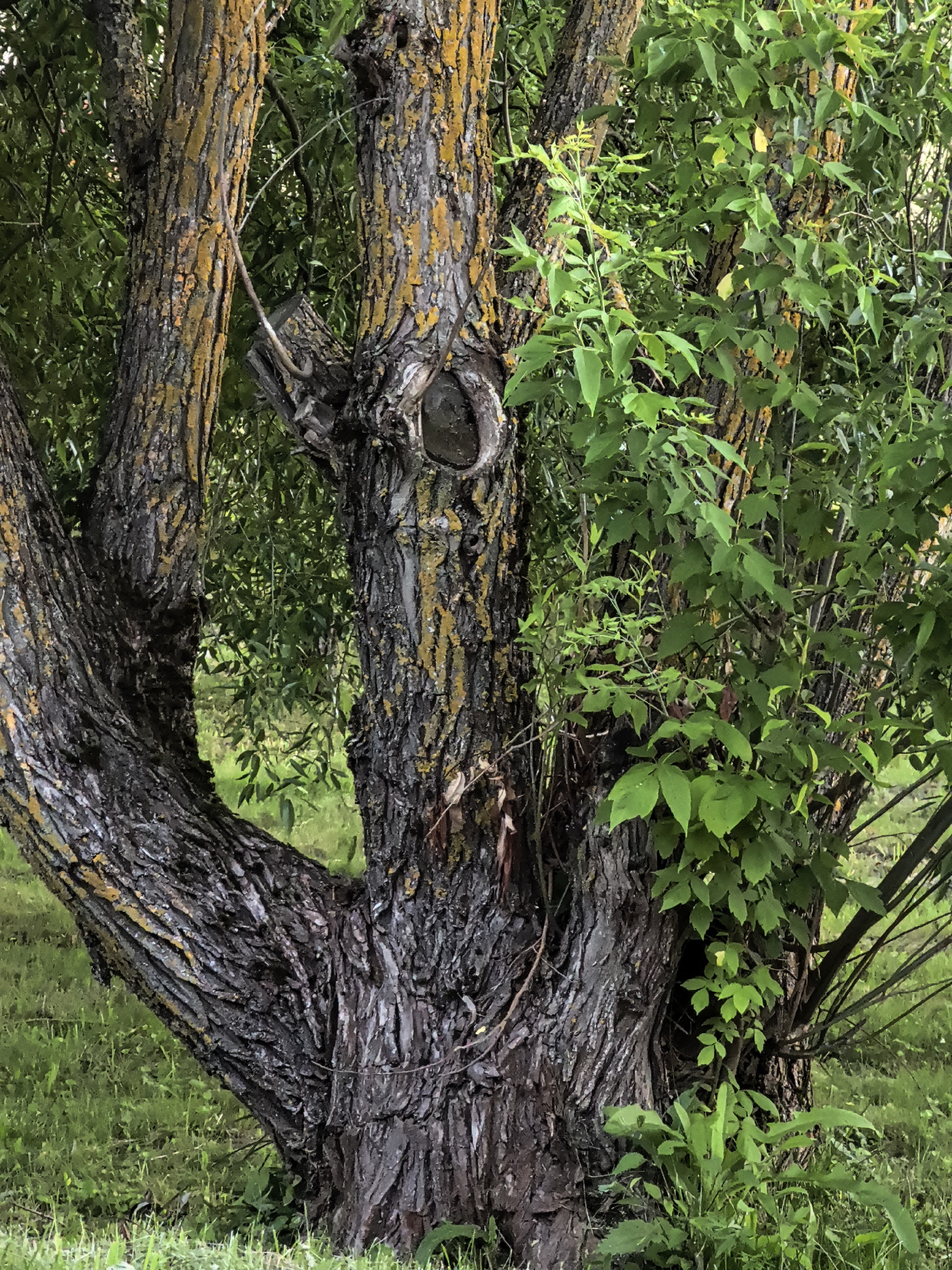 The image shows a close-up view of a mature tree with a rough, textured bark that is speckled with patches of yellow lichen. The tree has a gnarled, multi-trunked structure, with several thick branches diverging from a central base. The bark is dark brown and deeply furrowed. A prominent knot or hollow is visible on one of the main trunks, creating an opening. Lush green foliage of the tree and surrounding vegetation is abundant, partially obscuring the trunks and branches. The background consists of more greenery and hints of grass. The overall scene suggests a natural outdoor setting, possibly in a park or a garden.