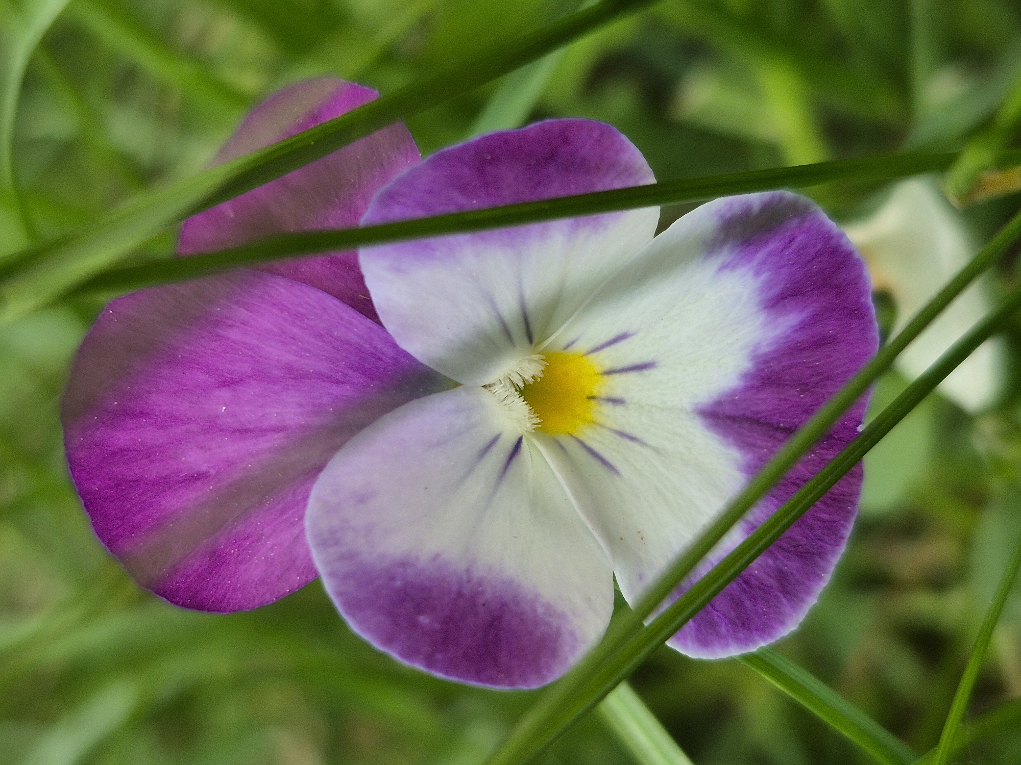 The image depicts a close-up of a vibrant pansy flower, positioned amongst green blades of grass. The flower has two distinct color zones: a solid, deep purple on the left petal and a gradient from purple to white on the right petal, which has a yellow center marked with delicate purple lines. The flower appears to be outdoors, embedded in a natural environment. The specific location within the city of Unknown, Unknown, cannot be determined from the image.