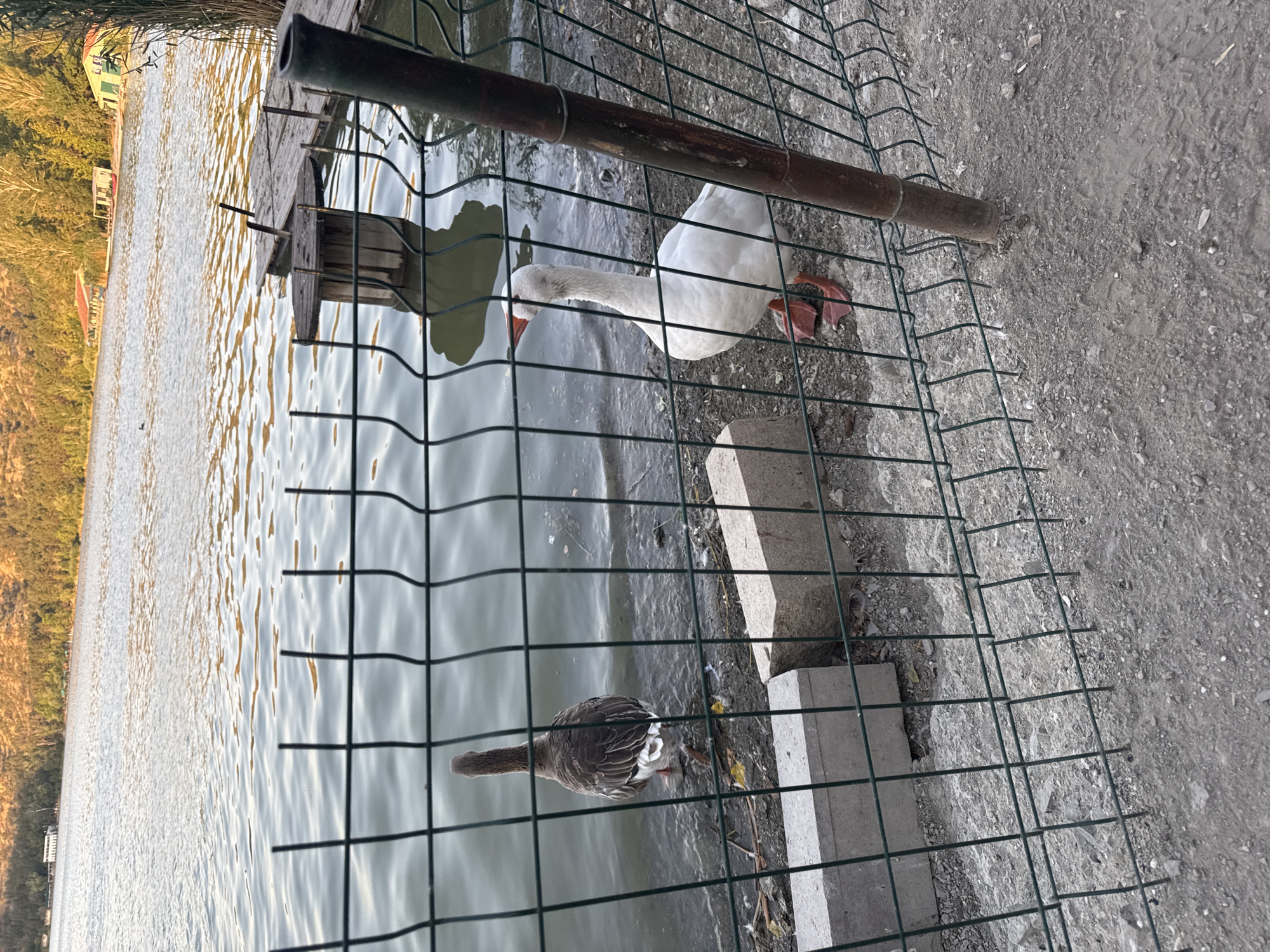 The image shows two geese near the edge of a lake, with a wire fence in the foreground. The goose on the left is predominantly brown and gray, facing away from the camera. The goose on the right is white with orange feet and a red beak, facing towards the left. They are standing on a gravelly shore with some scattered debris. In the background, the lake extends to a tree-lined shore with some buildings and structures visible. The overall setting appears to be a park or recreational area along the lake. Based on the context of the query, this location is identified as Gölbaşı, Turkey.