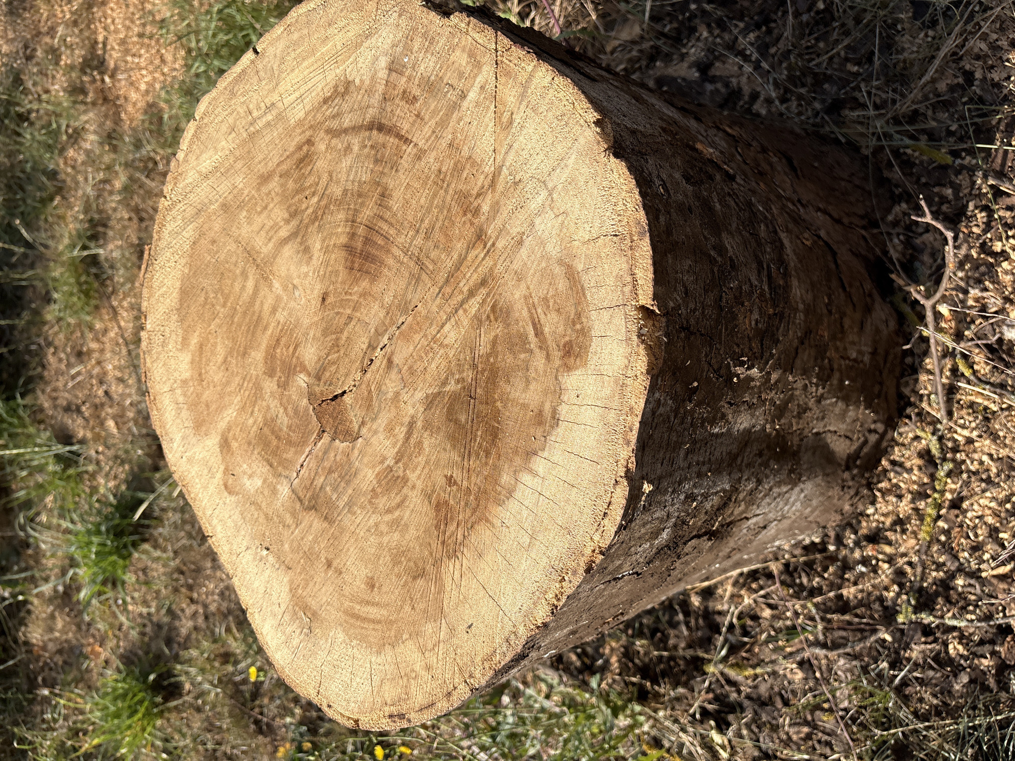 A close-up, high-angle shot shows the circular top of a freshly cut tree stump in an outdoor, natural environment. The stump's surface displays prominent growth rings and a small crack in the center, with a darker, damp patch visible on the upper left quadrant. The texture of the wood grain is finely detailed, with some areas appearing rougher and others smoother. The stump is surrounded by dry grass, twigs, and loose soil, suggesting it is located in a park, garden, or woodland area. The lighting indicates it is daytime, with sunlight casting shadows and highlighting the texture of the wood. There are no people or animals visible in the image. The scene is static and peaceful, focusing solely on the natural elements of the tree stump and its surroundings. The precise location within the city of Chelmsford, United Kingdom, cannot be determined from the visual information provided.