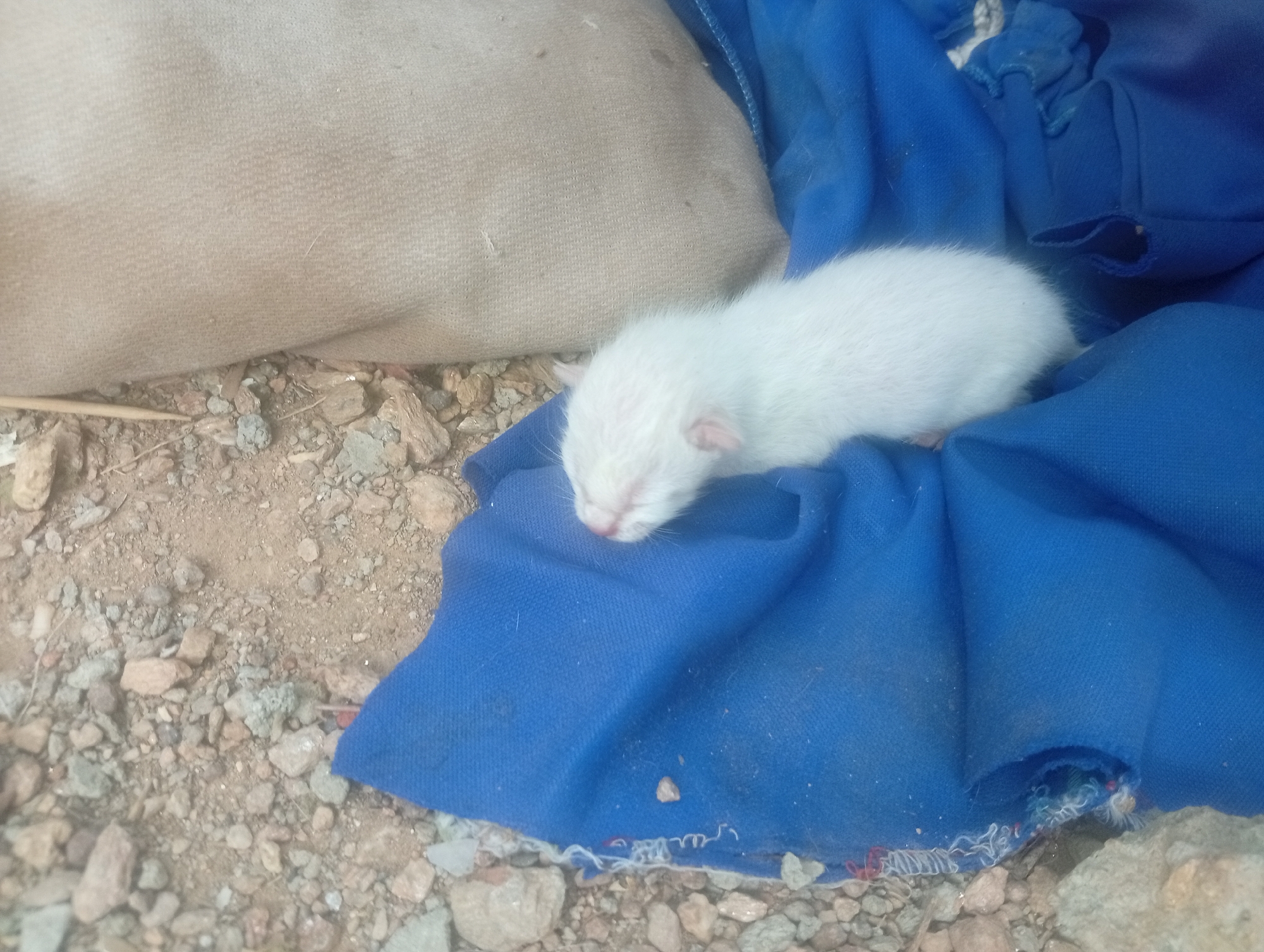The image depicts a very young, entirely white kitten lying on a blue fabric. The kitten is positioned to the right of a light brown, stuffed object or pillow. The surrounding environment consists of a dirt and gravel ground. The location is presumed to be Altagracia, Venezuela. No people are visible in the image.