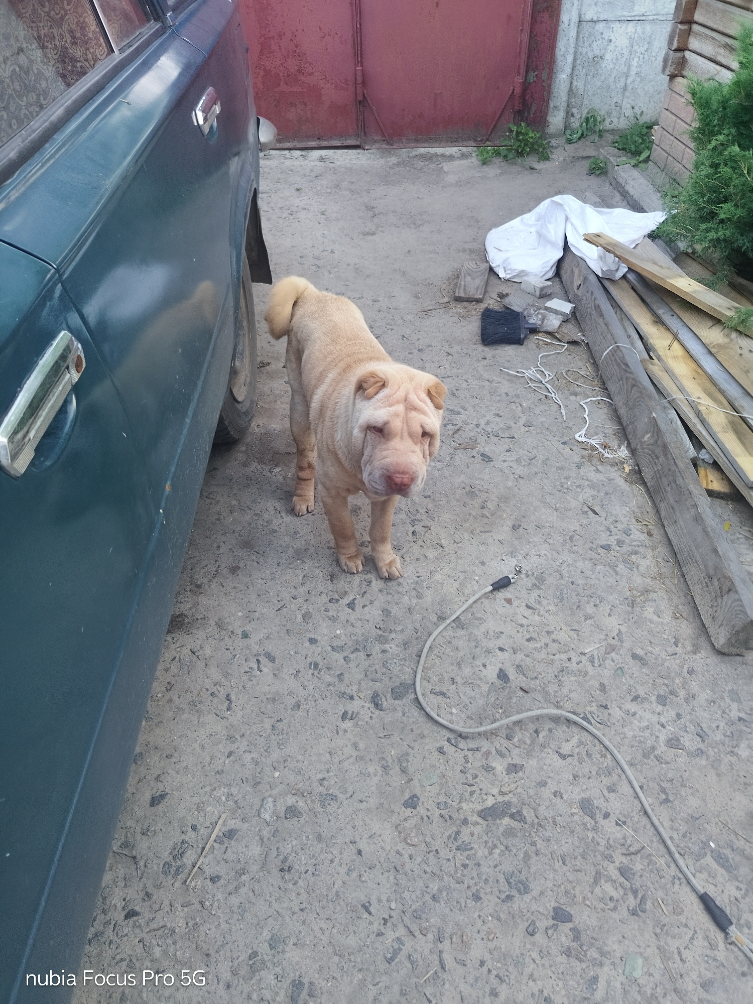 A fawn-colored Shar-Pei dog with prominent wrinkles stands on a gravelly, outdoor concrete surface. The dog is facing the camera, looking slightly down. To the left, the side of a dark green car is visible, including the door and handle. In the background, a red metal door is partially seen, with a concrete wall and some greenery to its right. Several wooden planks are stacked on the right side of the image, along with a white tarp and some white string. A black brush is also on the ground near the white tarp. A grey cable with a black connector lies on the concrete in the foreground, extending out of the frame. The scene appears to be in an outdoor, possibly industrial or utilitarian area.