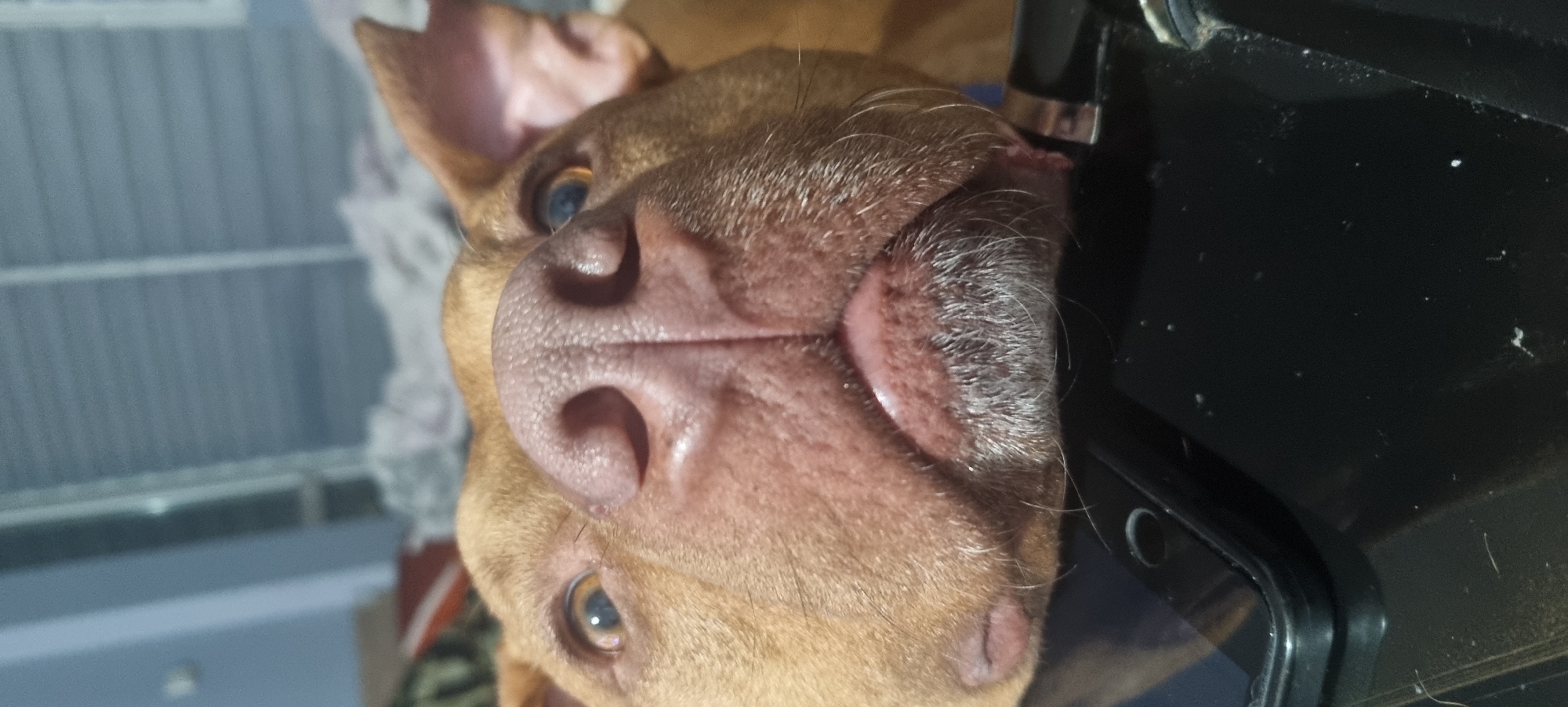 A close-up, angled view focuses on a brown dog's face. The dog's large, pink nose is prominently featured. The dog has golden eyes. The dog is partially resting on a black object. A window is visible in the background. The city is unknown.