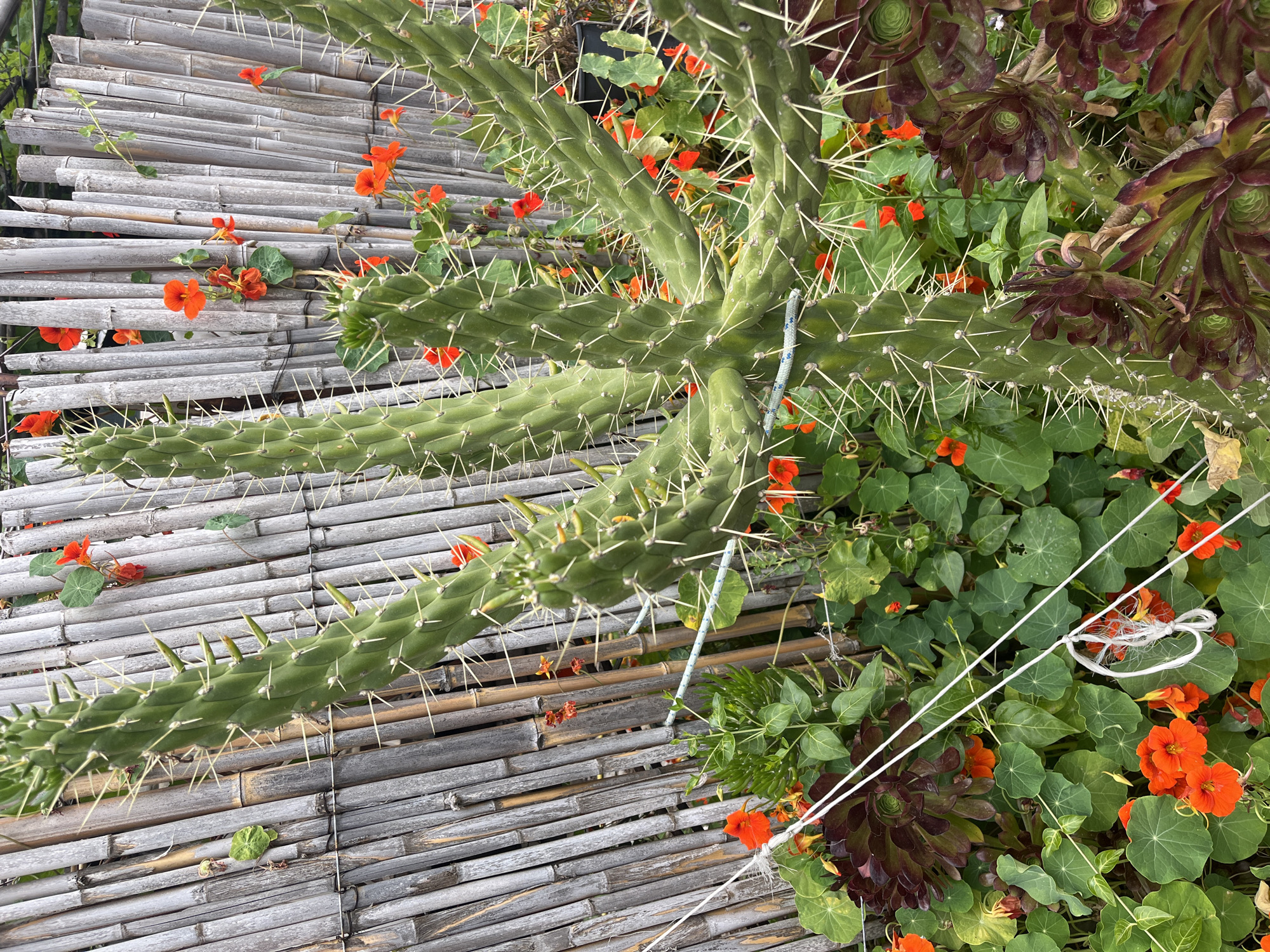 A high-angle shot showcases a section of a garden featuring a long, green cactus with numerous sharp spines, positioned next to a wooden bamboo flooring. Scattered around the cactus and bamboo are small, vibrant orange flowers, creating a colorful contrast. Beside the cactus is a dark reddish succulent type plant. A white string is seen running across the garden area, partially obscuring the plants. The setting suggests an outdoor garden environment. Given the prompt's request, the image may have been taken in or around San Vero Milis, Italy, but there is no way to definitively confirm from the image.