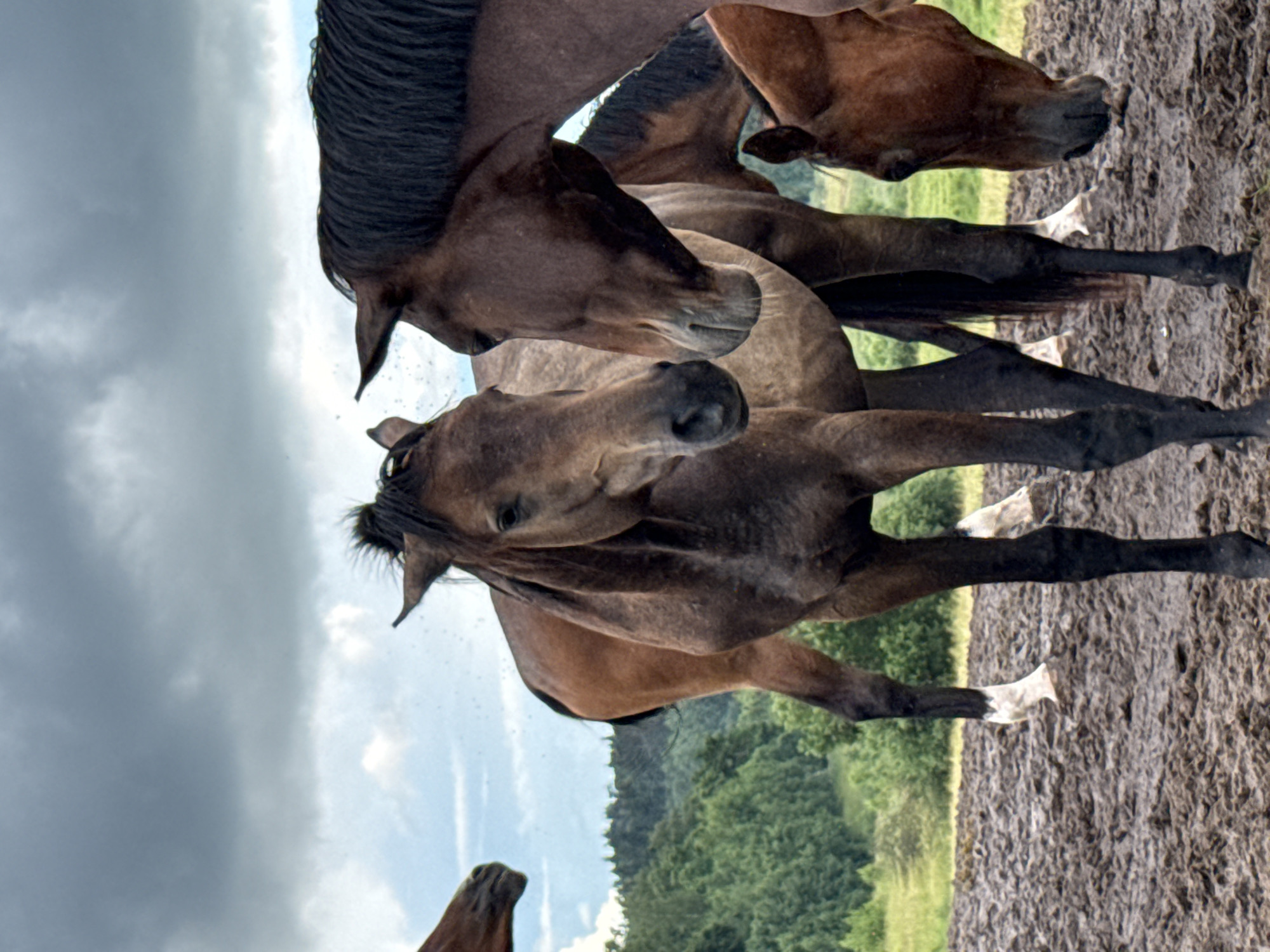 In Galinė, Lithuania, on a cloudy day, a group of horses are gathered in a muddy field with a treeline in the background. The horses are of various brown hues and appear to be interacting with each other, with some heads close together. The ground is saturated with mud, indicating recent rainfall or damp conditions. The sky is overcast, suggesting a potentially cool or damp climate. The overall scene is one of a natural, rural environment.
