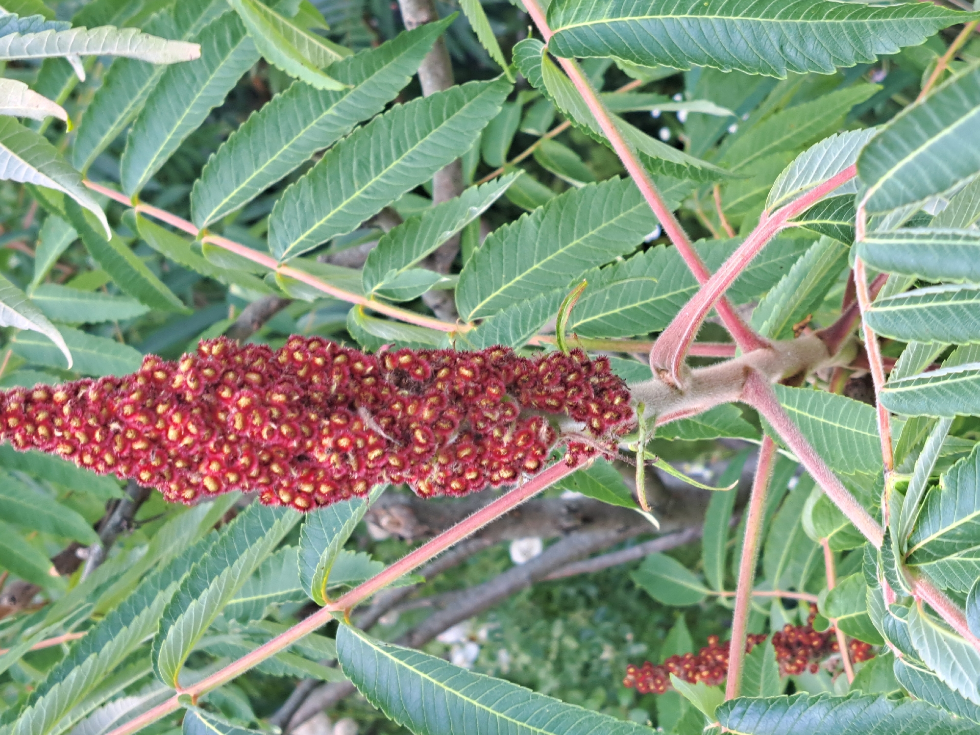 The image is a close-up, low-angle shot of a staghorn sumac plant with a prominent red, fuzzy flower cluster in the center. The plant's compound leaves, which are serrated and elongated, are a vibrant green with lighter green veins. The stems and leaf stalks are covered in fine, reddish hairs. In the background, out of focus, are more sumac leaves and branches, as well as some darker foliage and a hint of a light-colored object, possibly a wall or stone. The overall scene suggests an outdoor environment, likely a garden or natural area. The image does not depict any people or specific urban features of Kalinka, Russia, but rather focuses on the botanical details of the plant.